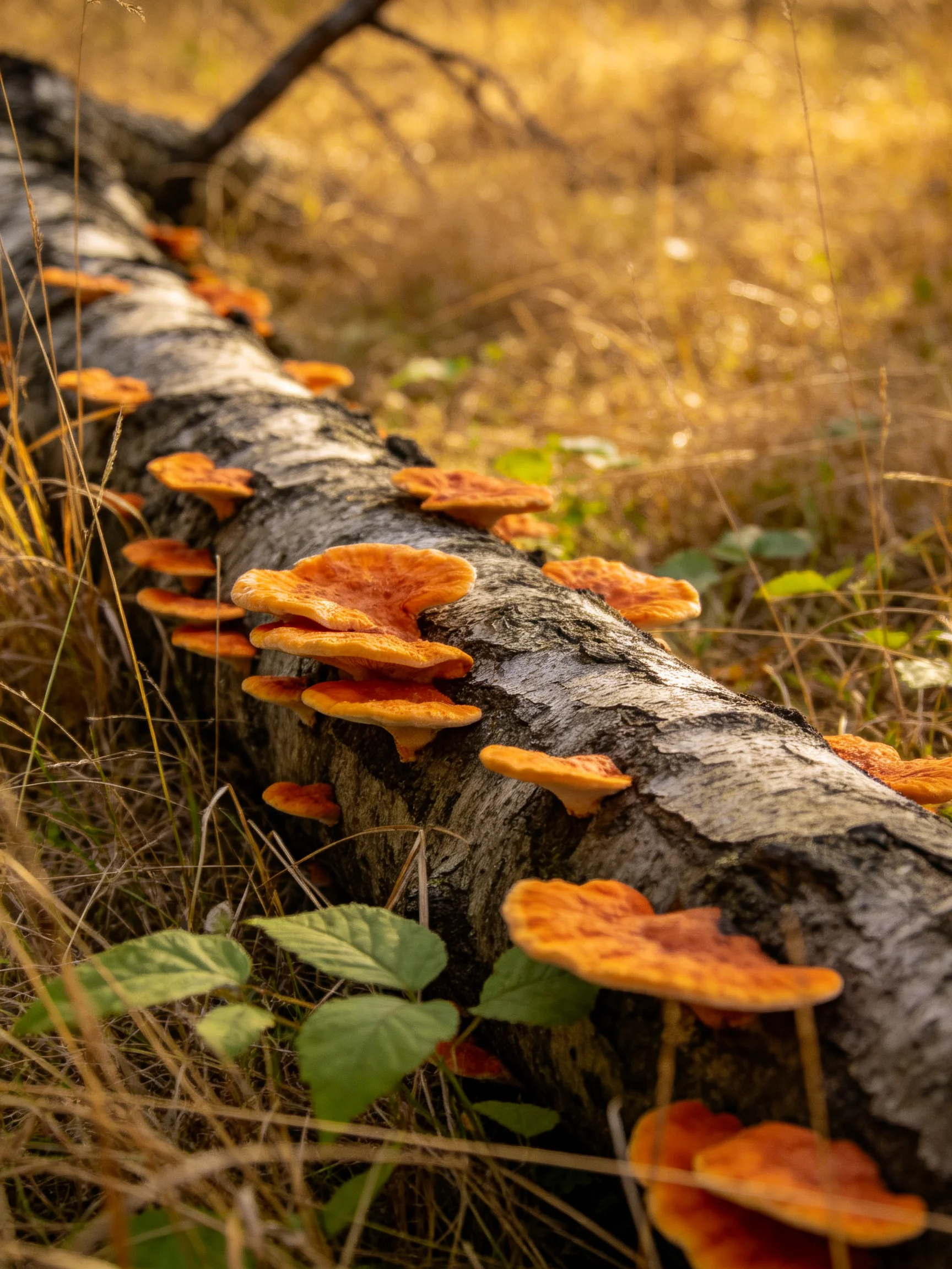 Orange fungi cluster on a weathered fallen tree trunk amid golden grass