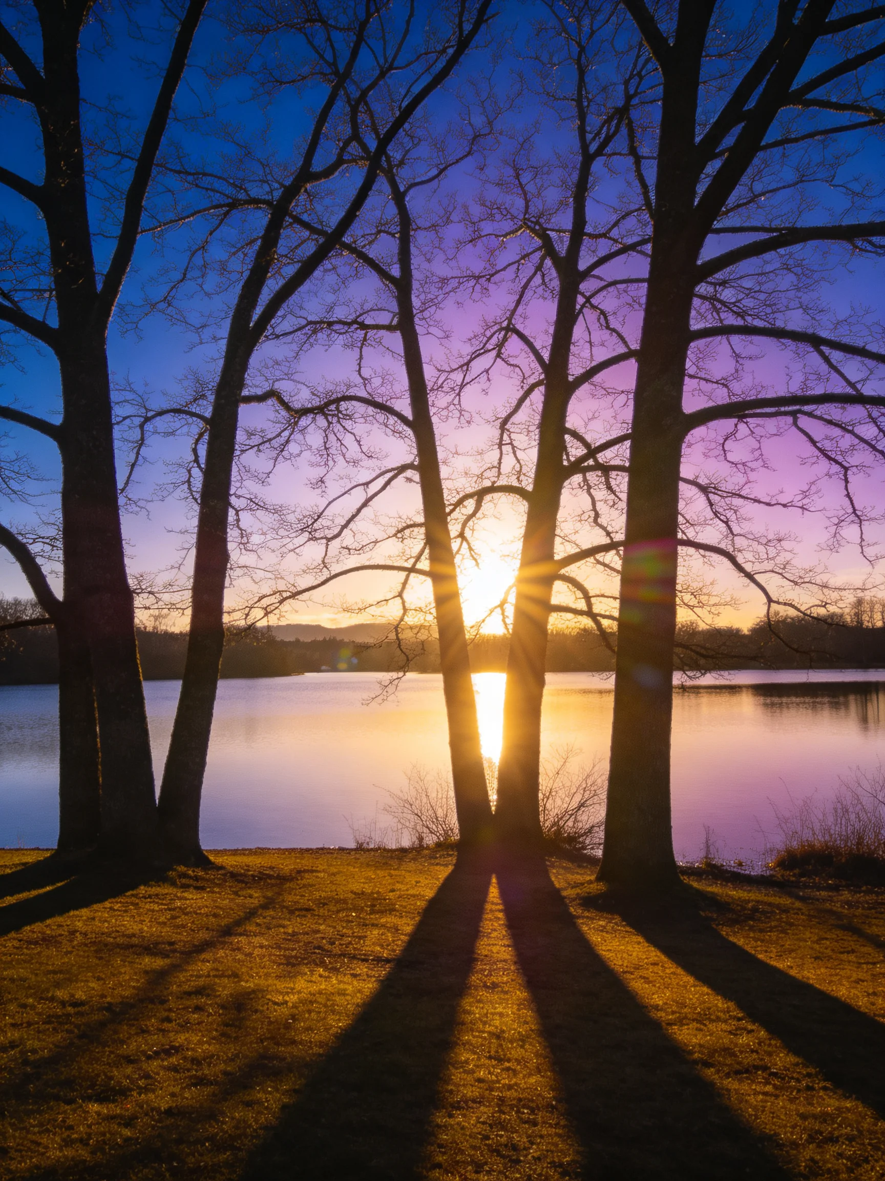 Several bare trees frame a golden sunset over a calm lake with blue-purple skies