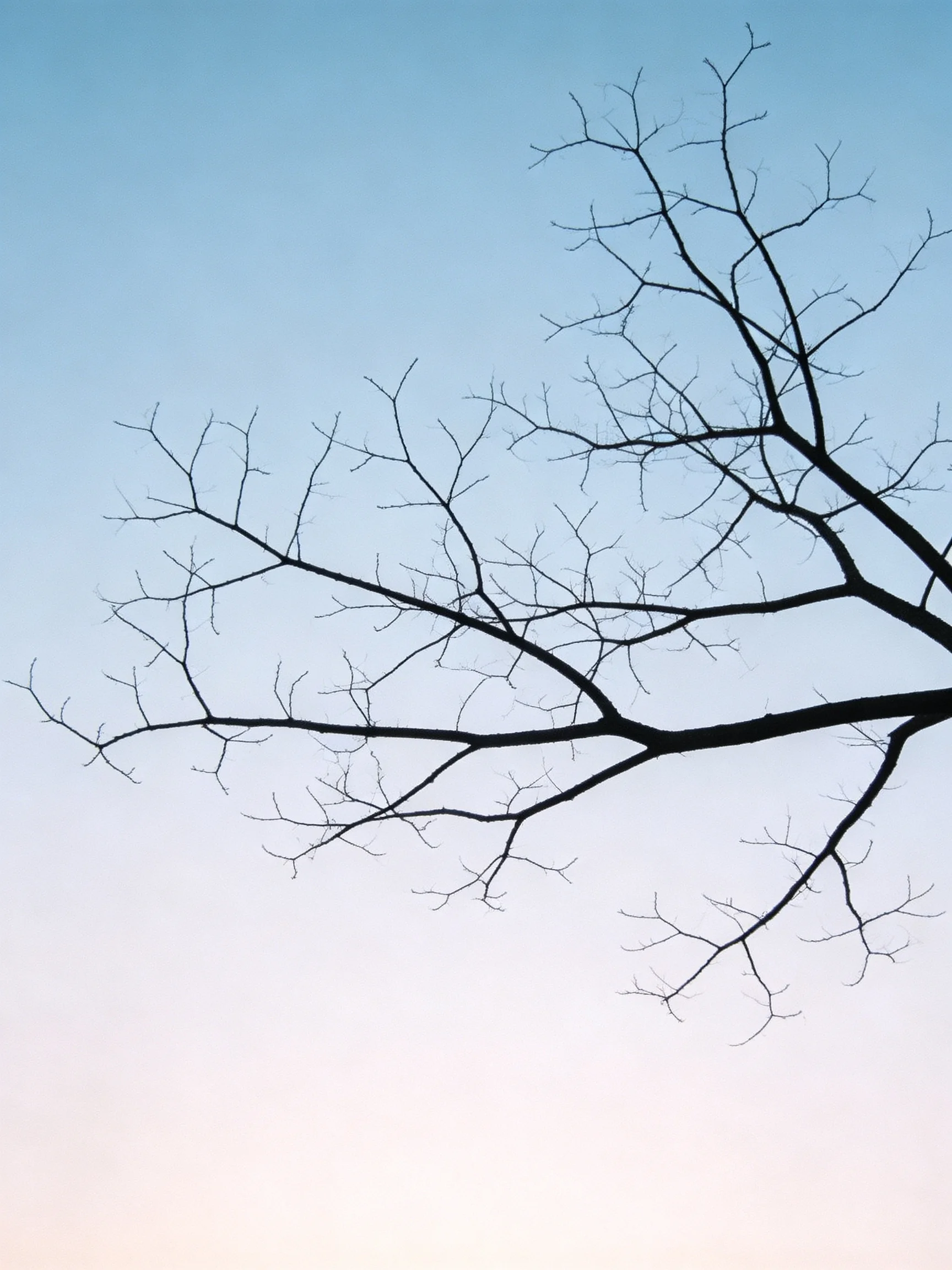 Silhouetted Bare Tree Branches on Gradient Blue Sky