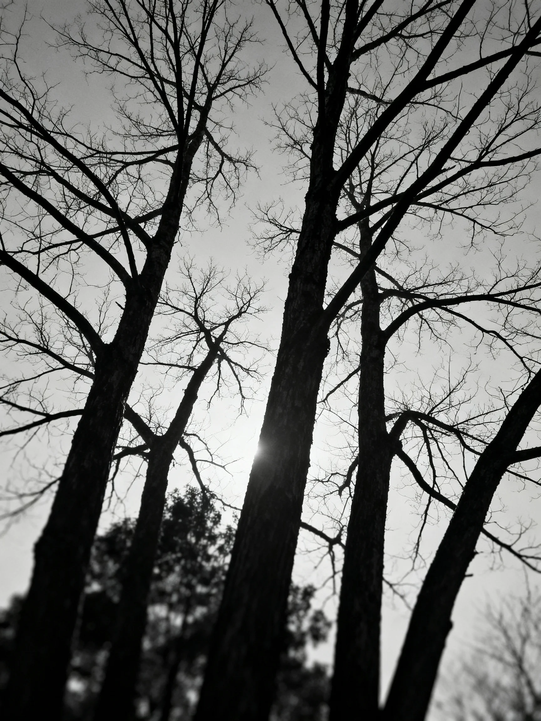 Silhouetted Leafless Trees with Sunlit Sky