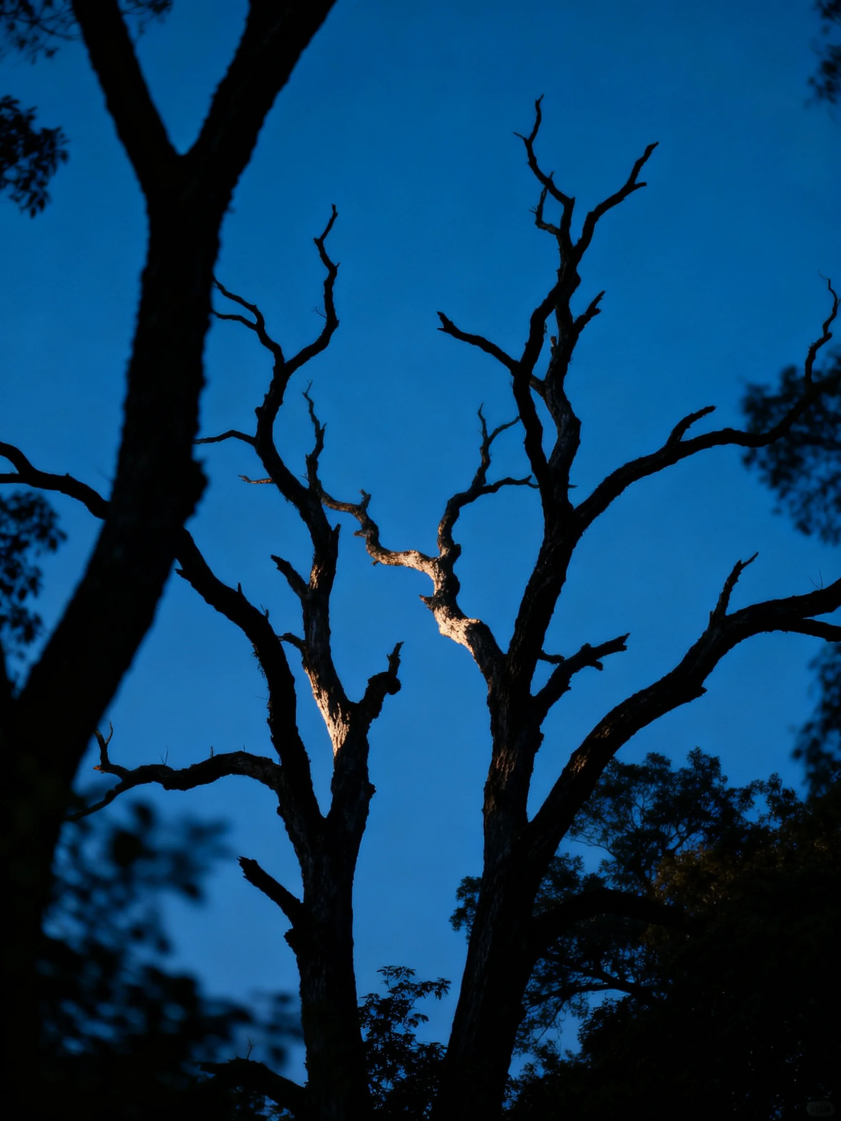 Silhouetted bare trees with sunlit branches on dark blue sky