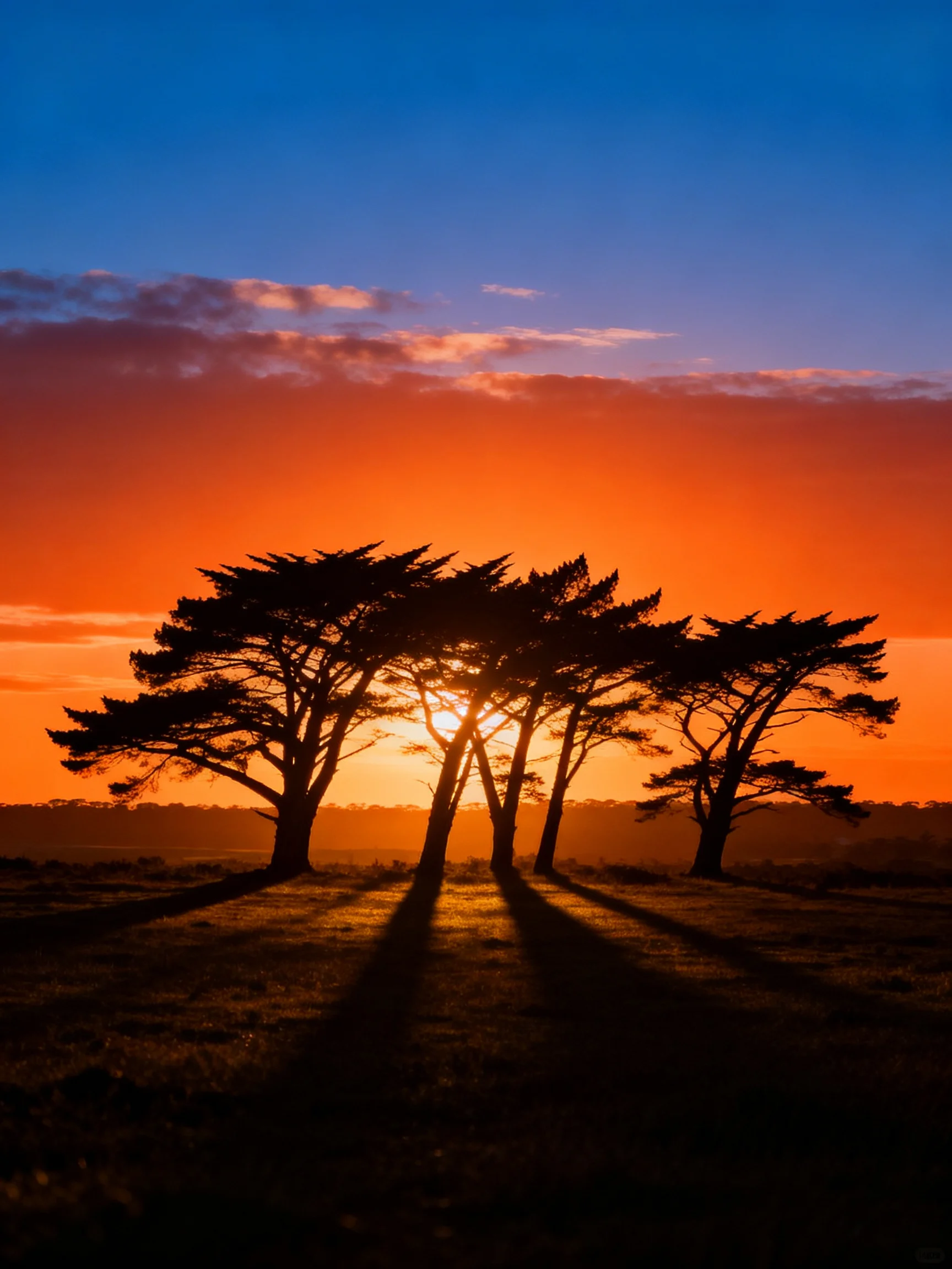 Silhouetted cypress trees stand before a vivid orange and blue sunset sky