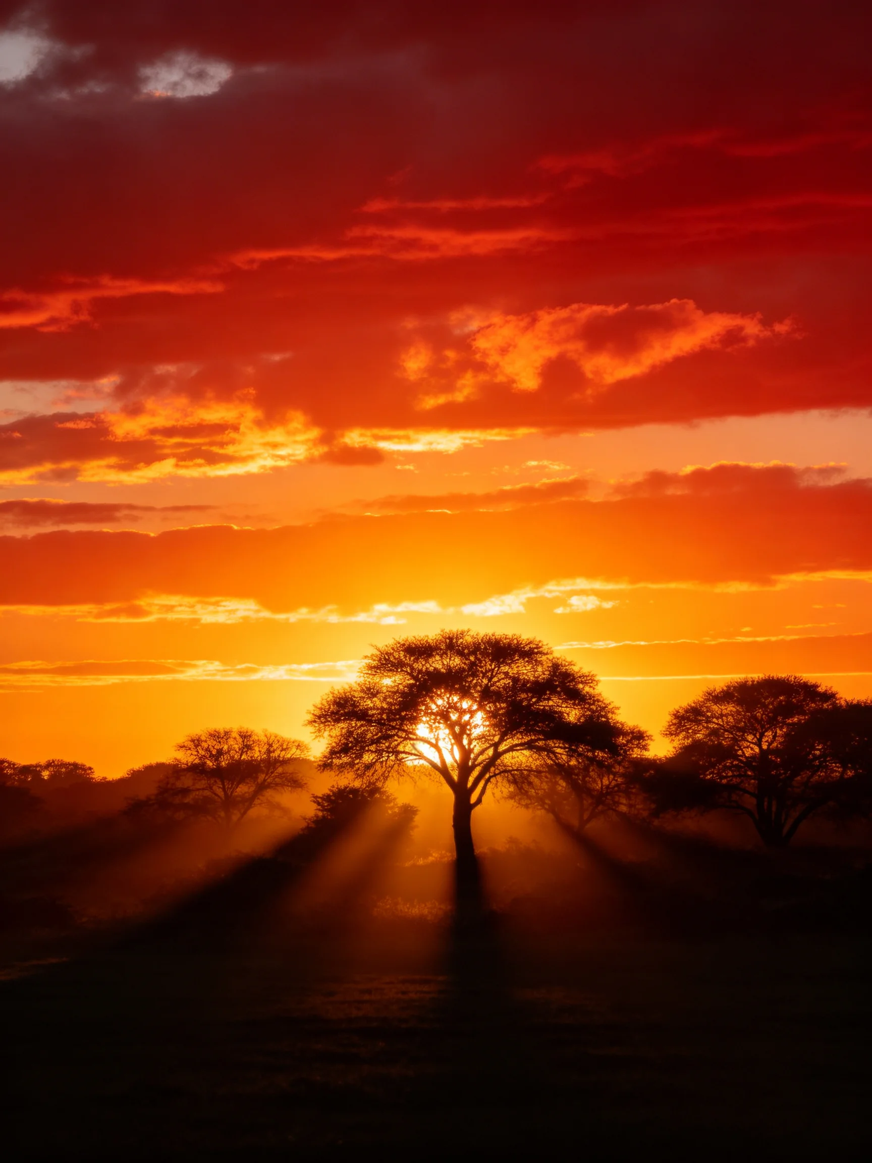 Silhouetted trees beneath a fiery orange sunset sky