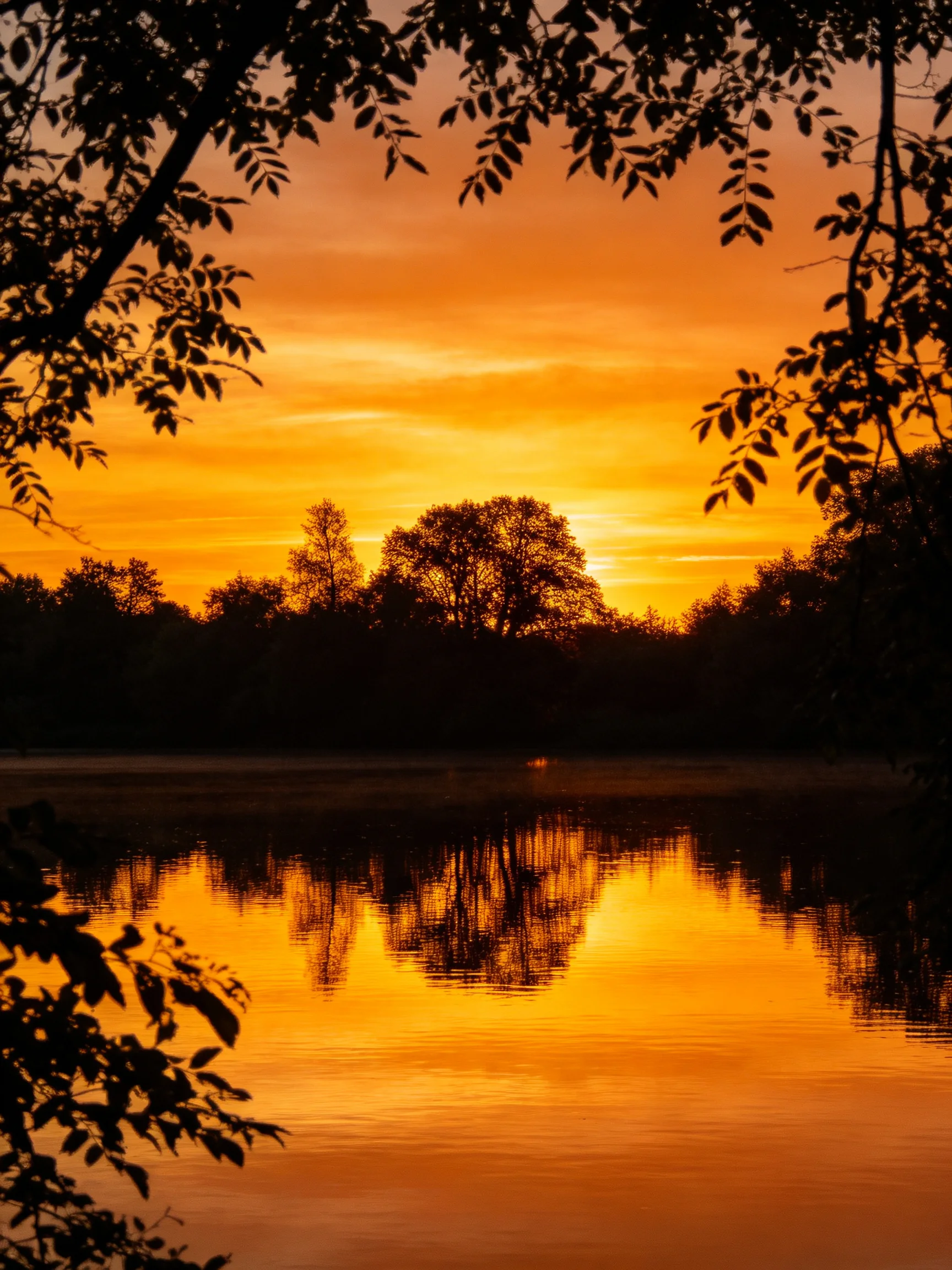 Silhouetted trees reflect in calm water during vivid orange sunset