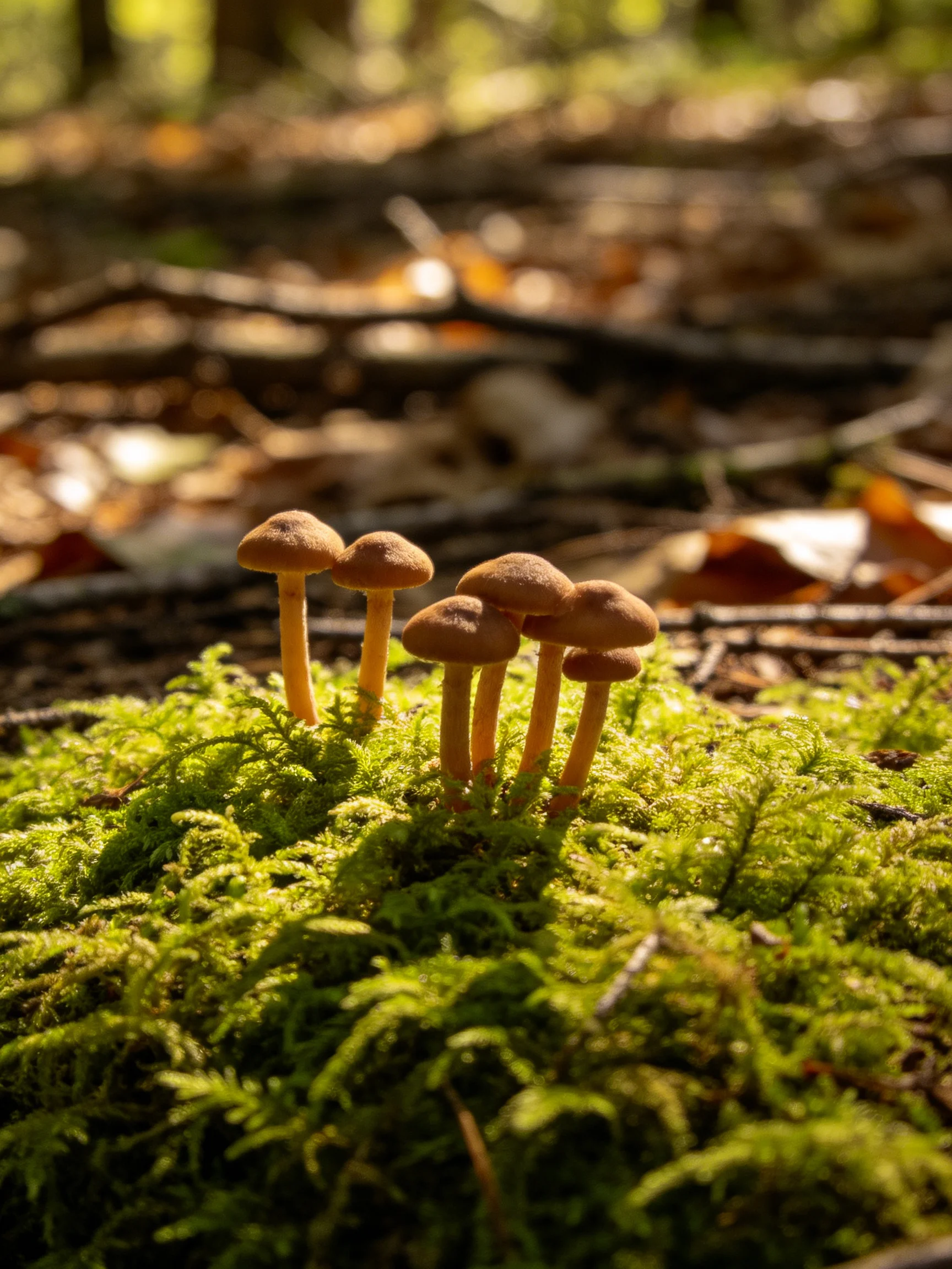 Six brown mushrooms thrive amid vibrant green moss in a sunlit woodland