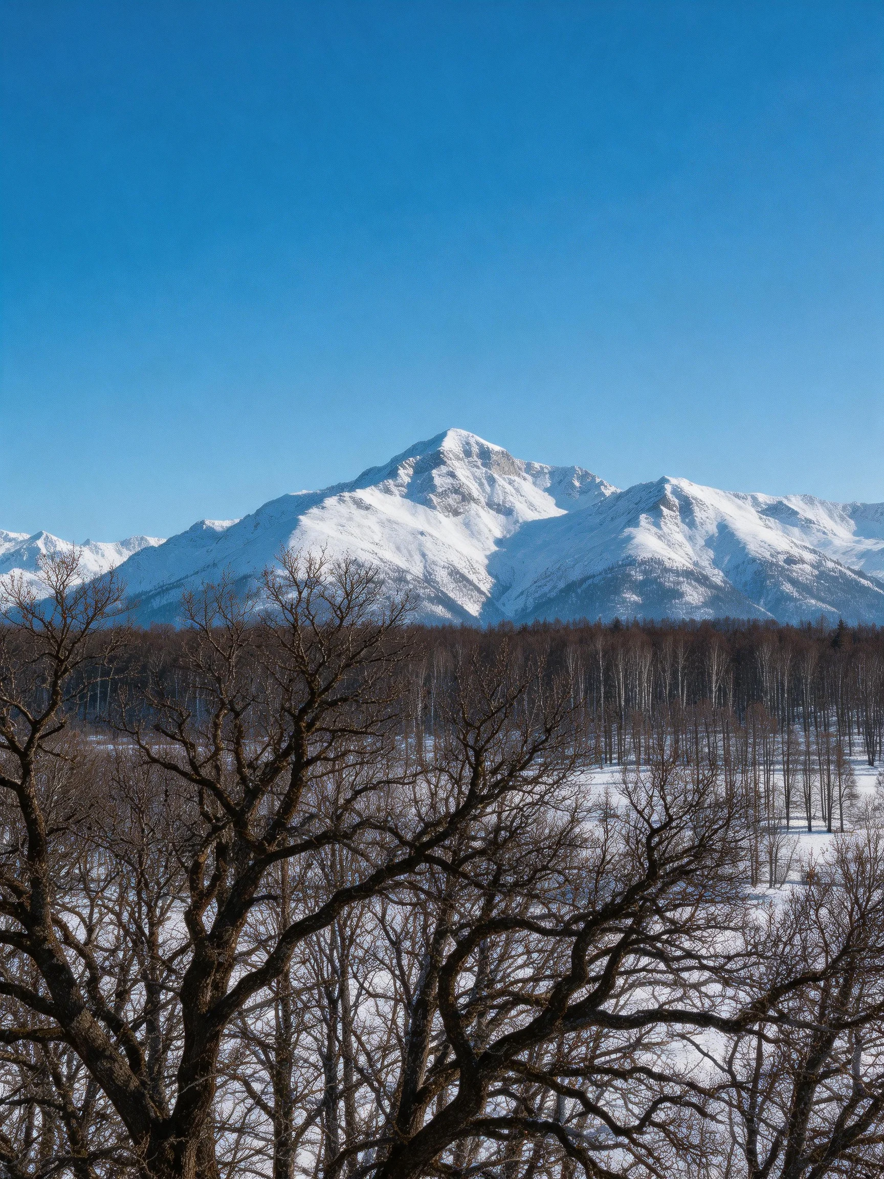 Snow-Covered Peaks Rise Behind a Bare Winter Forest