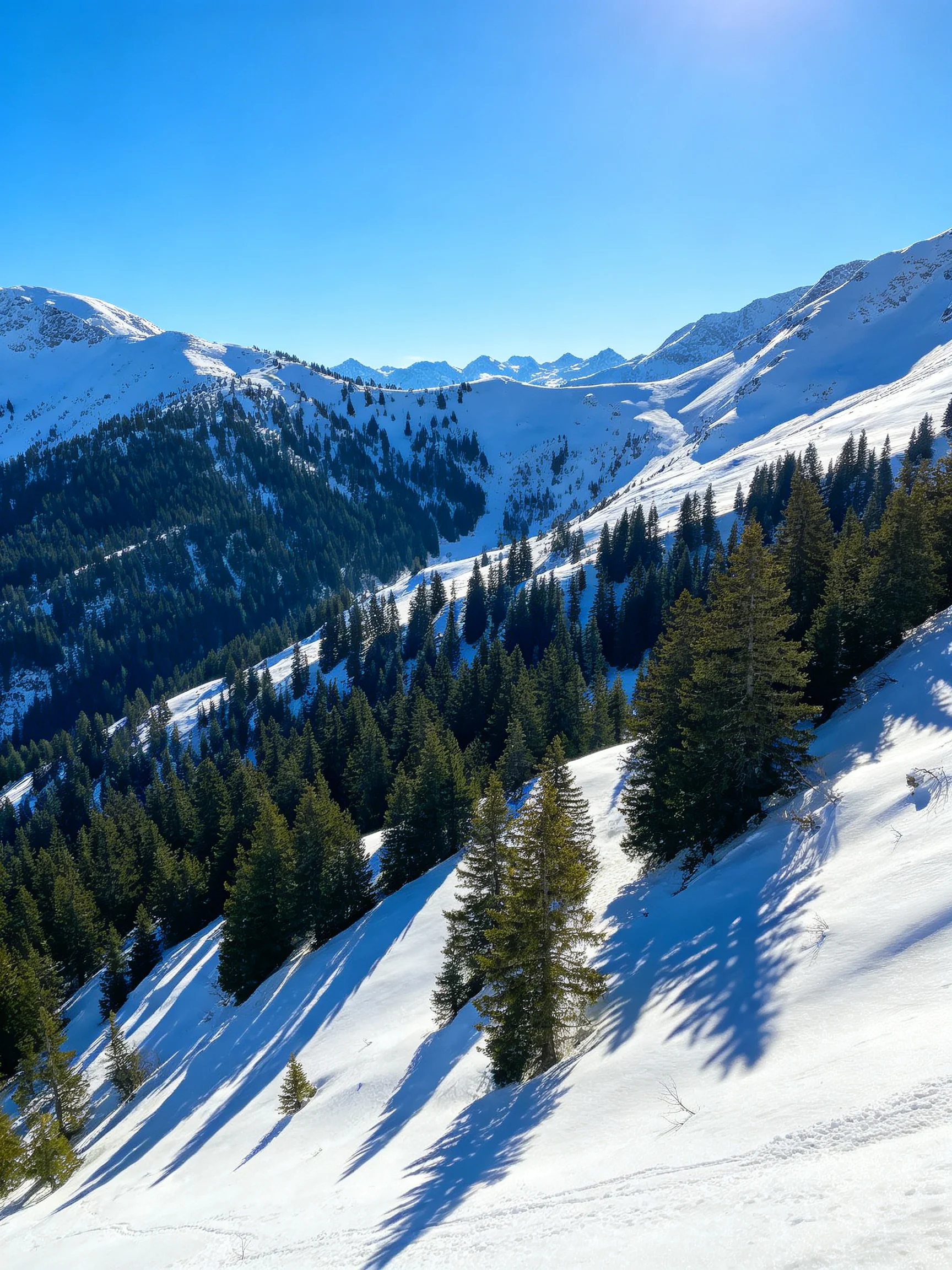 Snow-draped mountain slopes with dense evergreen forests under a vivid blue sky