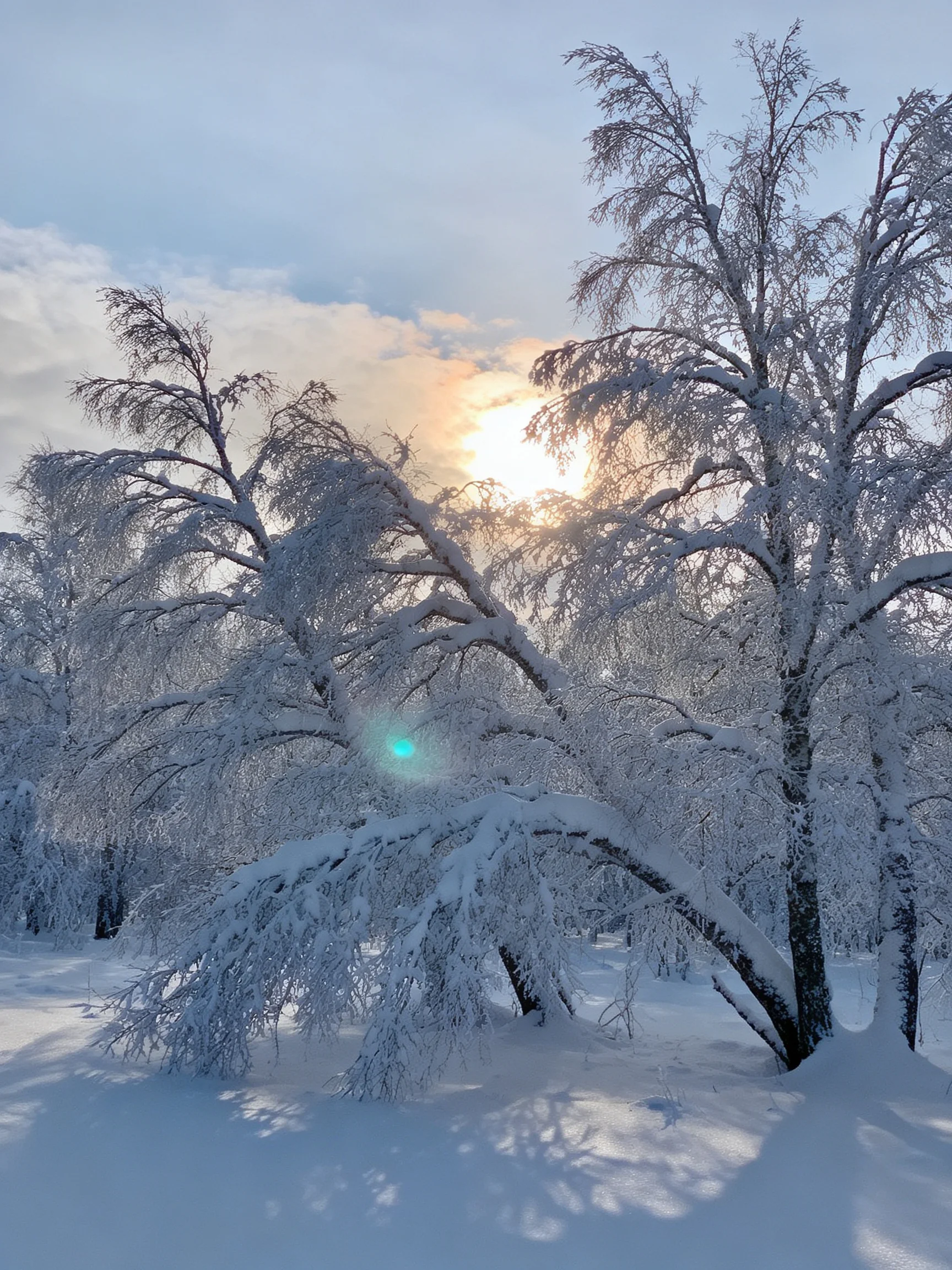 Snow-laden birch trees curve beneath bright winter sunlight