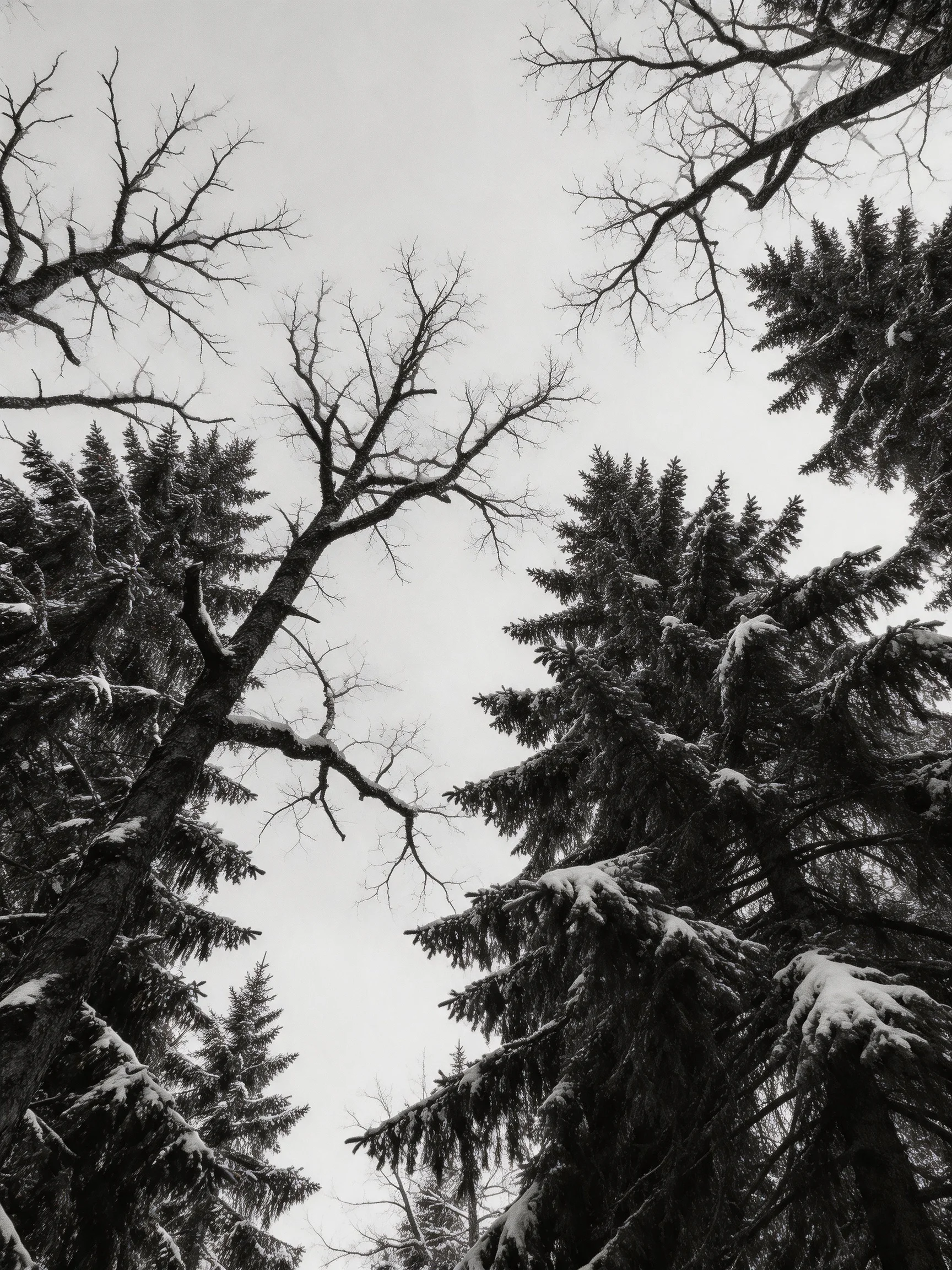 Snow-laden evergreens and bare branches against an overcast sky