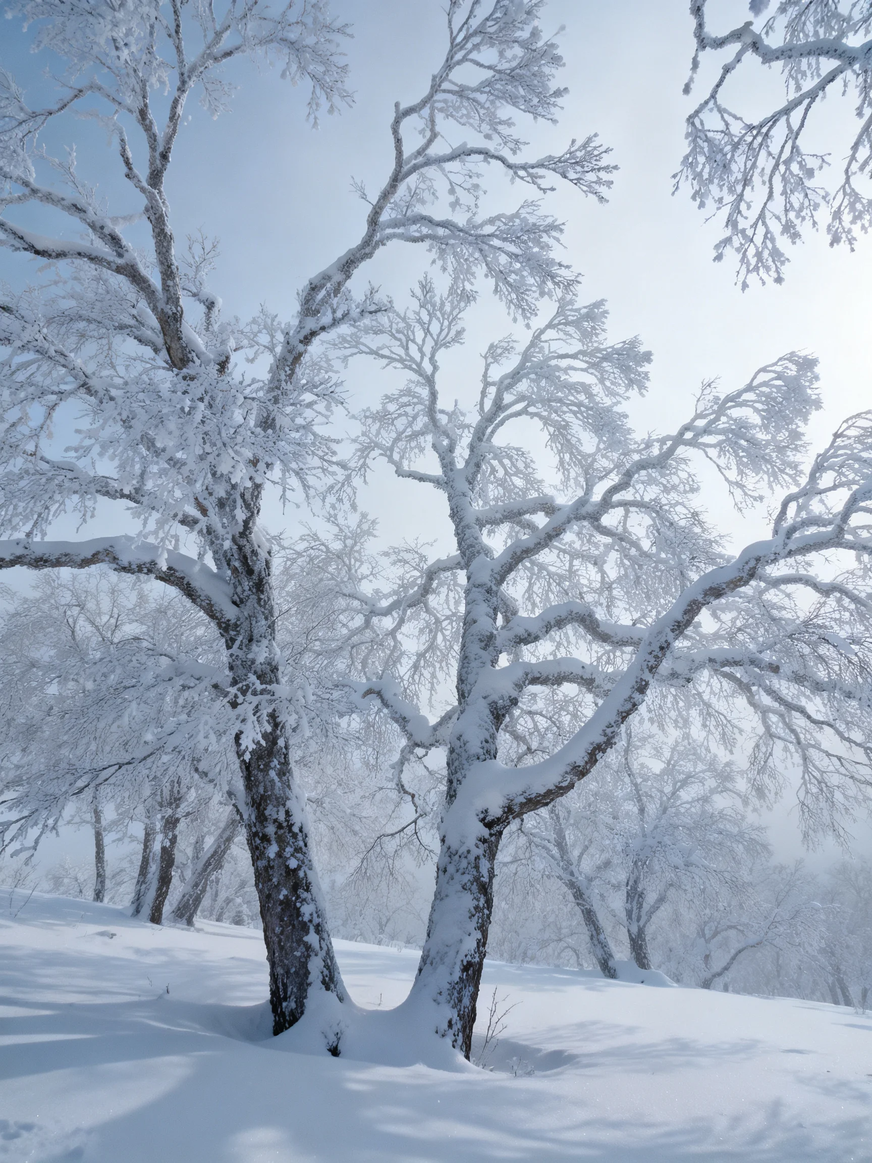 Snow-laden trees stand tall in a bright winter forest