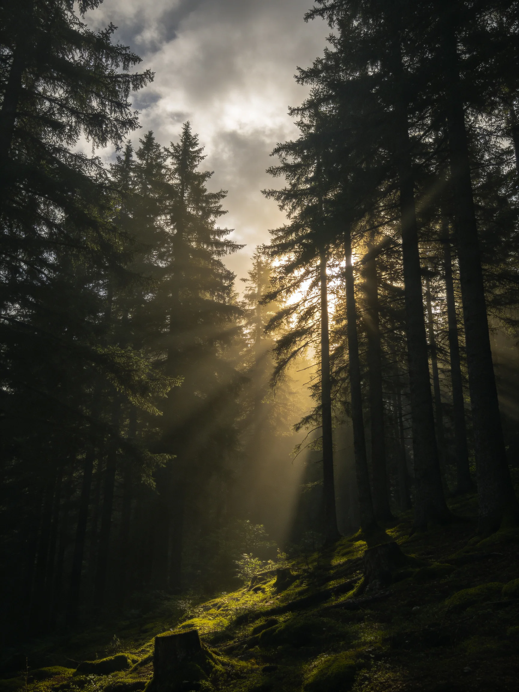 Sunlight Beams Through Tall Evergreen Trees in a Moss-Covered Forest