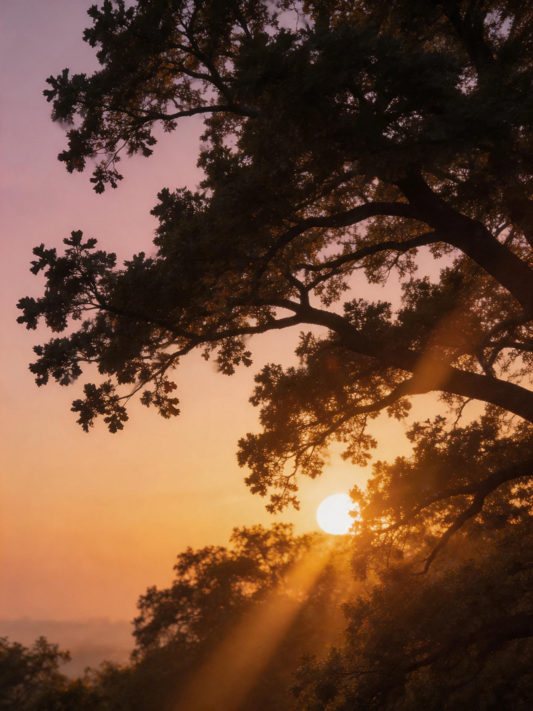 Sunset through silhouetted oak branches with golden rays