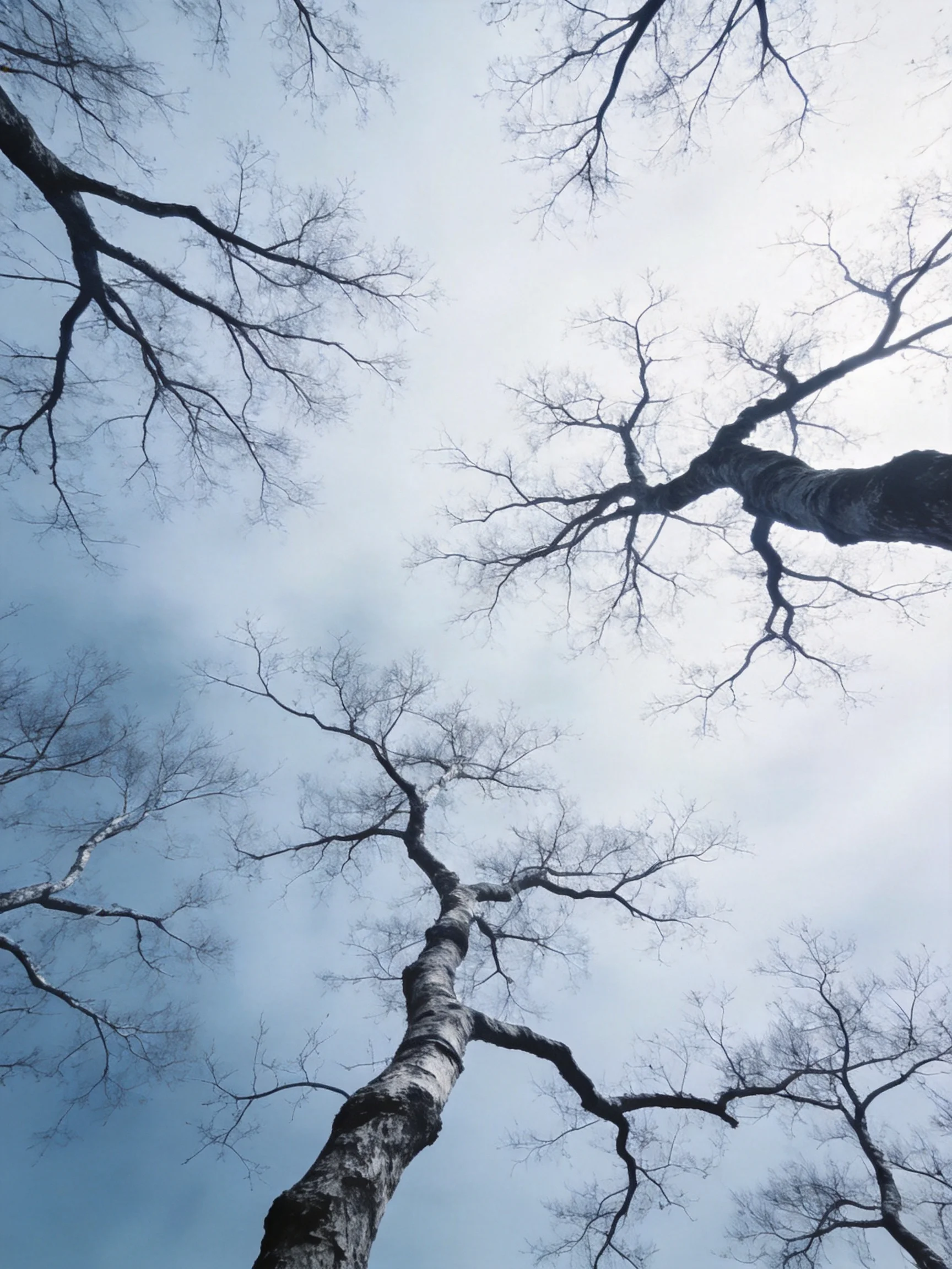 Tall bare birch trees with sprawling branches against a pale sky