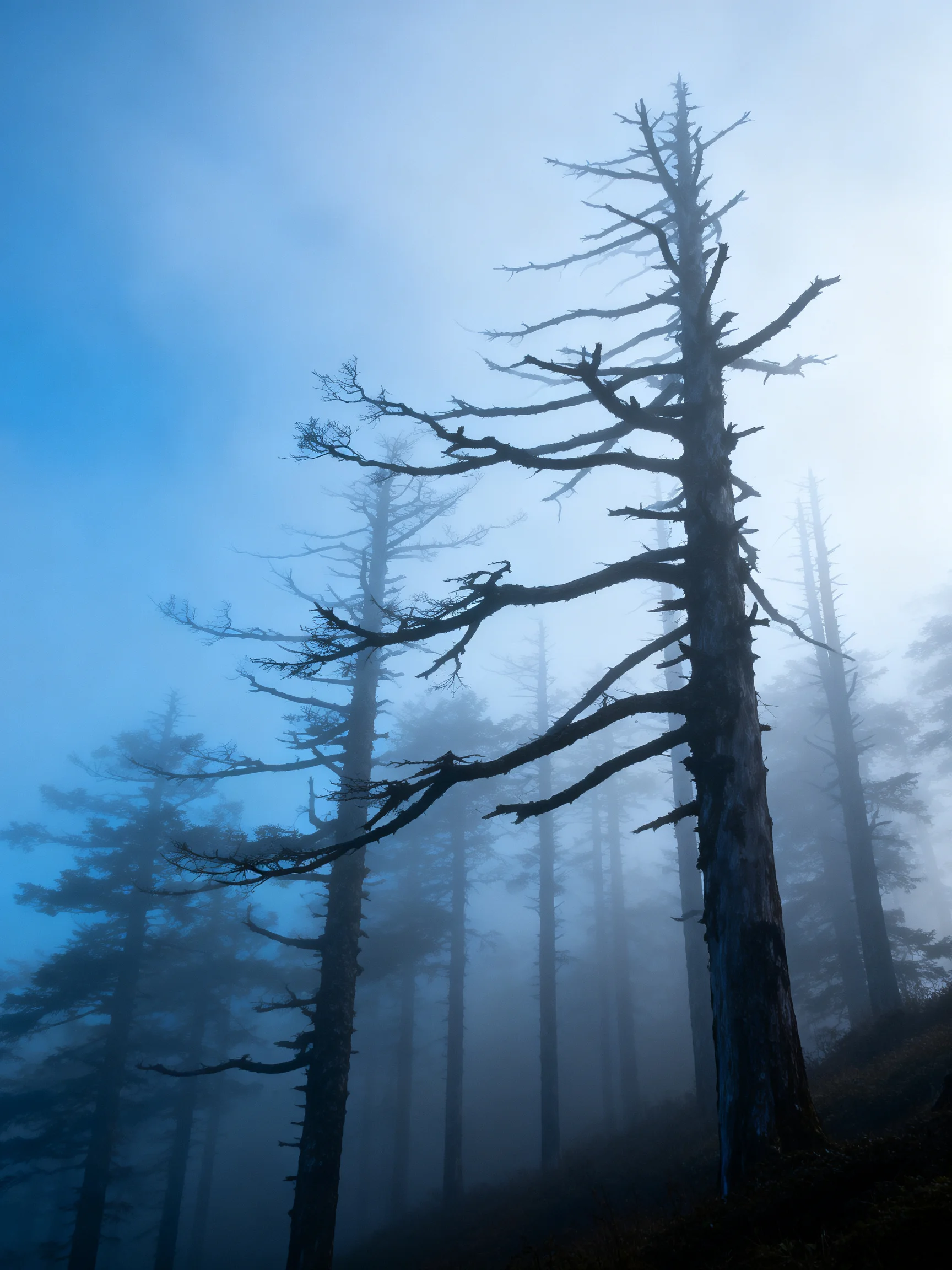 Tall bare trees stand among thick blue-hued atmospheric fog