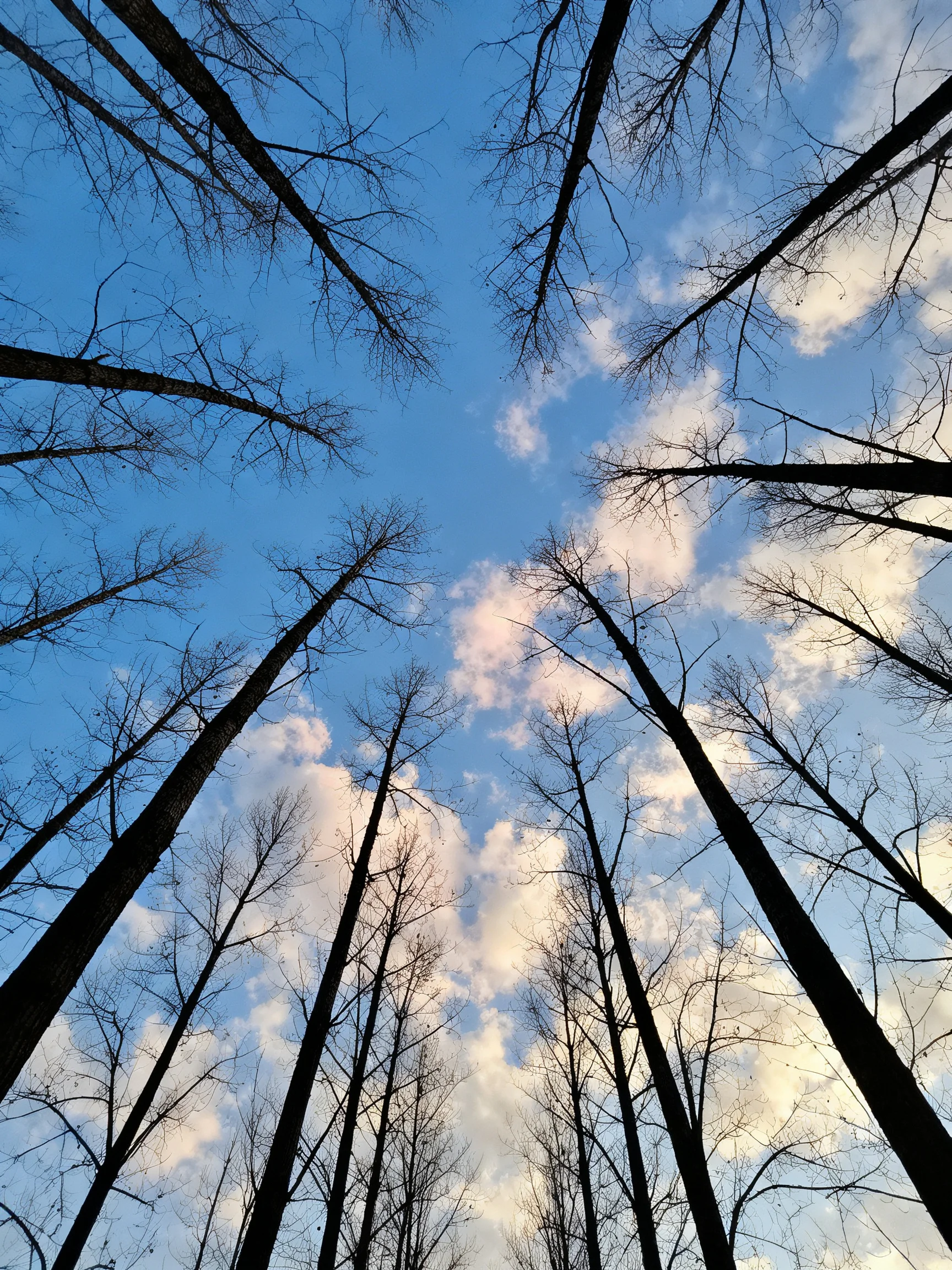 Tall bare trees stretch toward a bright blue sky with scattered clouds