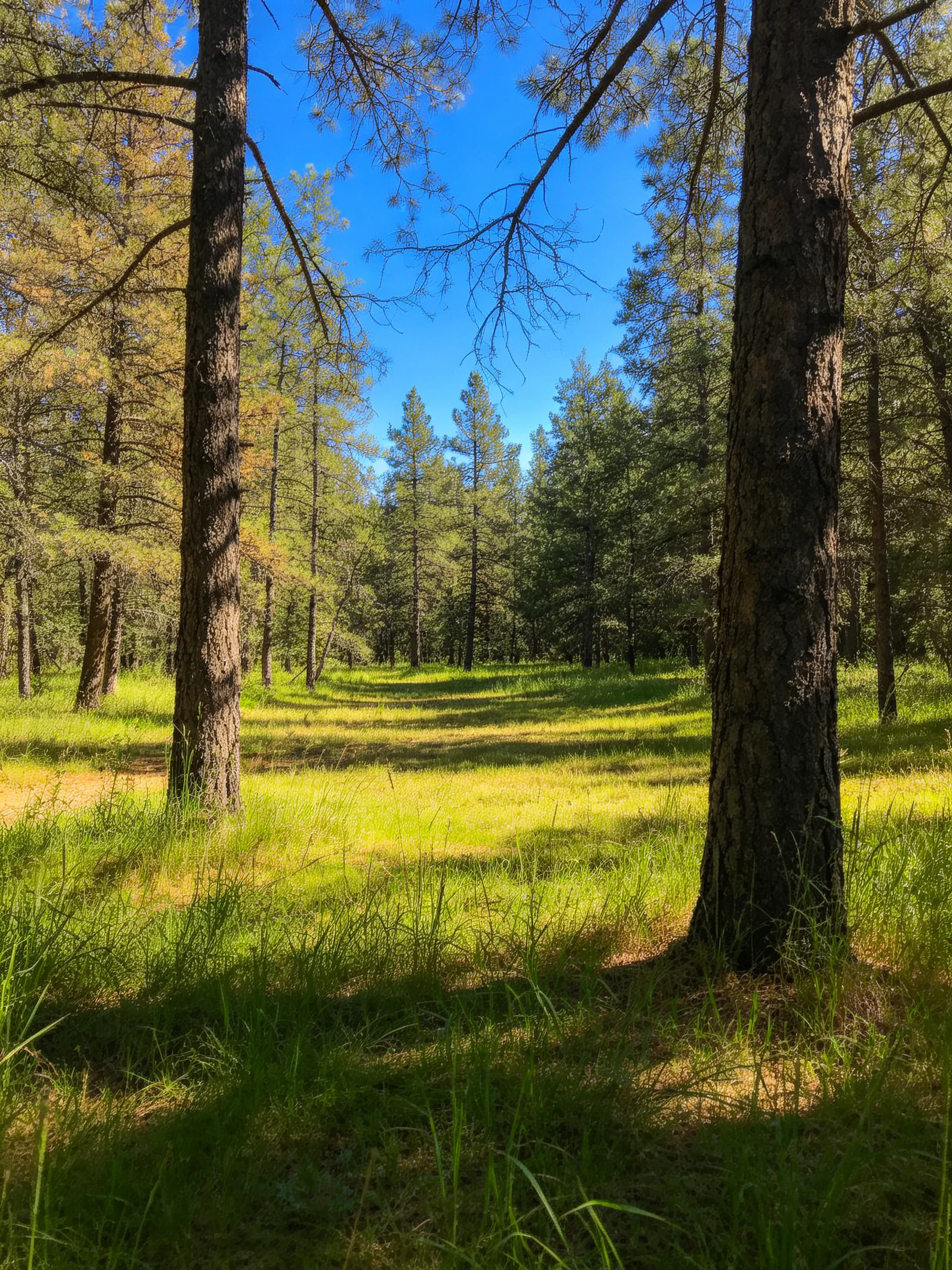 Tall brown-trunked trees amidst lush green meadow with clear blue sky