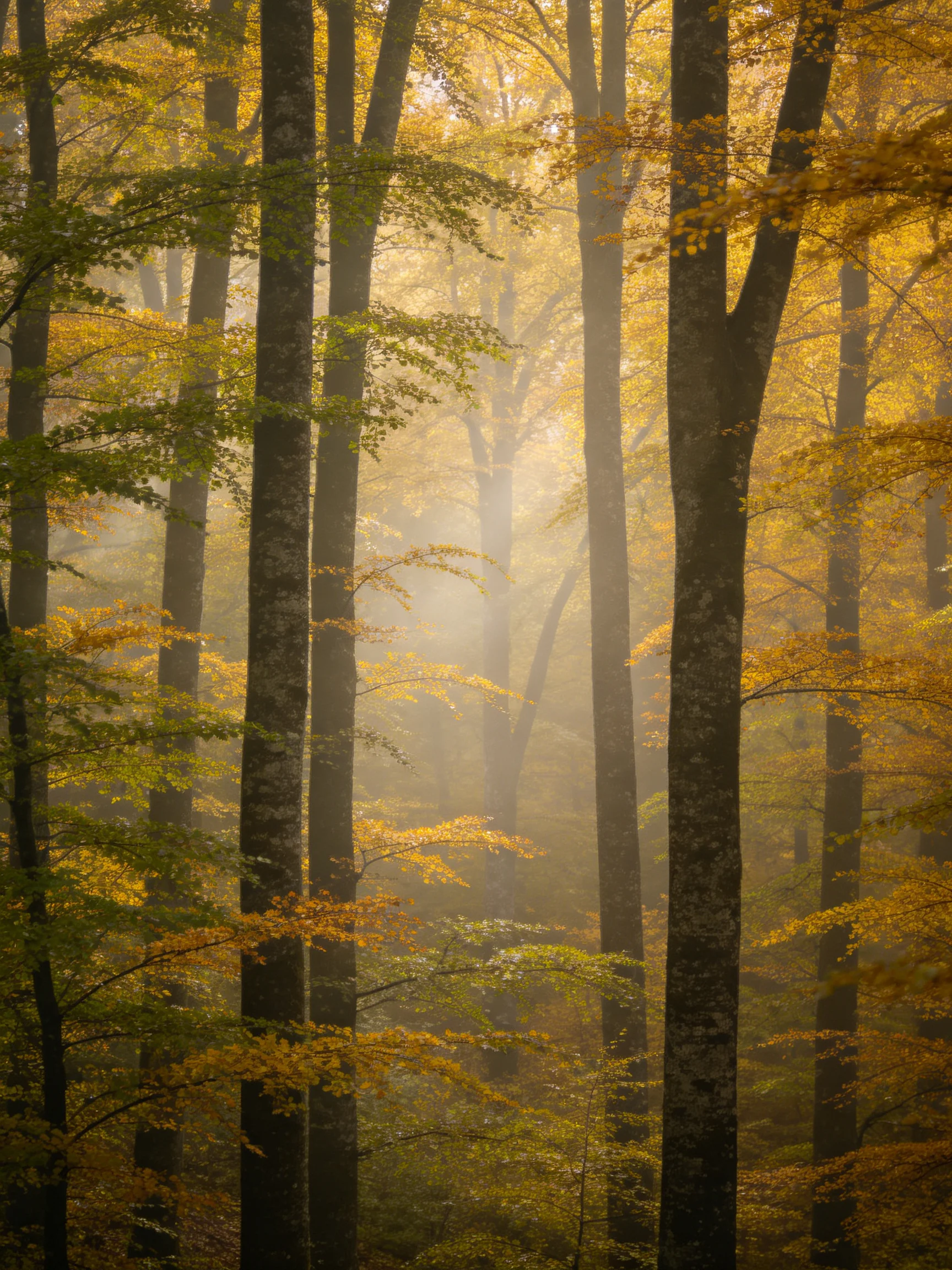 Tall dark-trunked trees with golden-green autumn leaves in misty forest