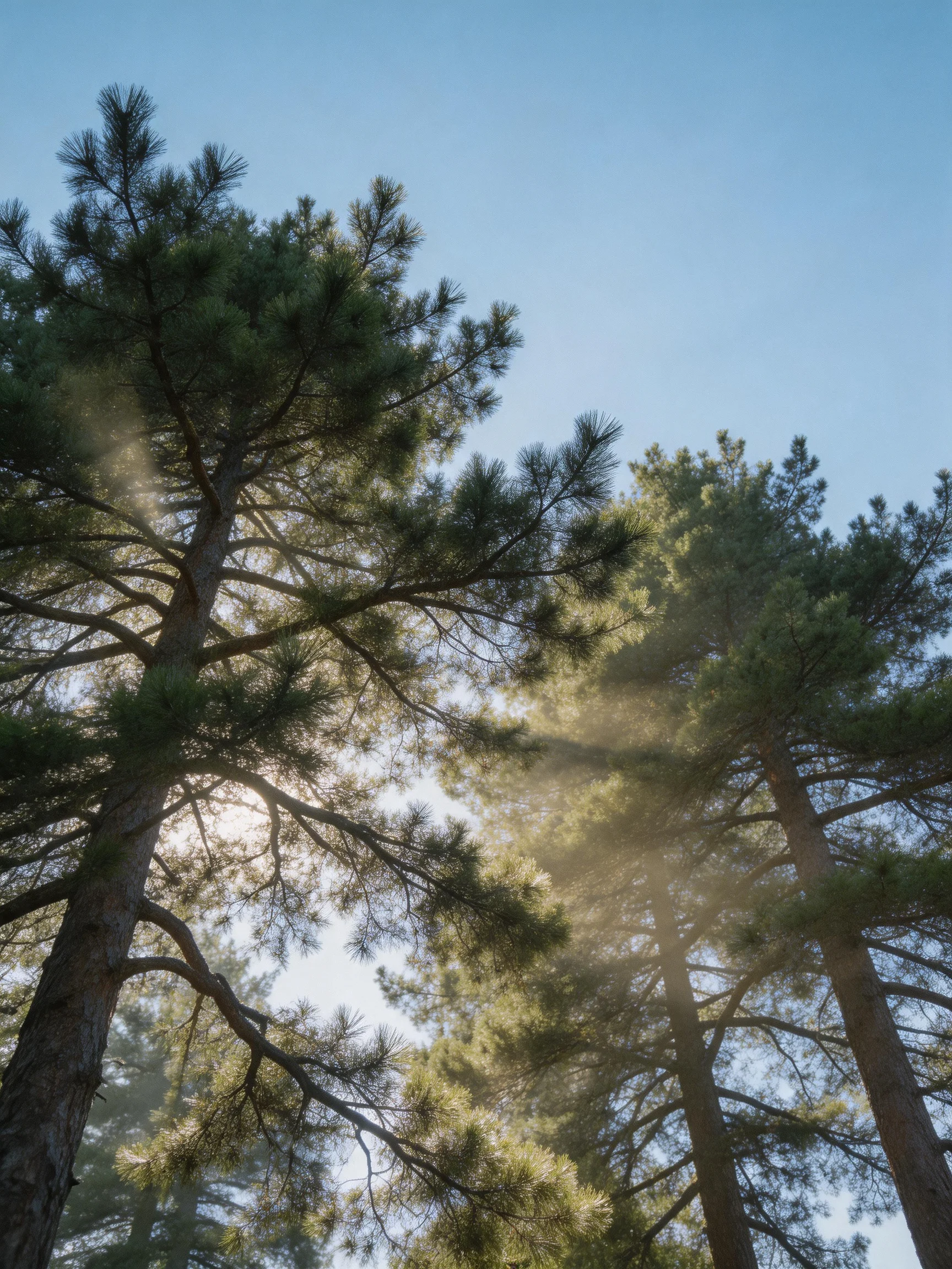 Tall evergreen pines with sunlight streaming through branches