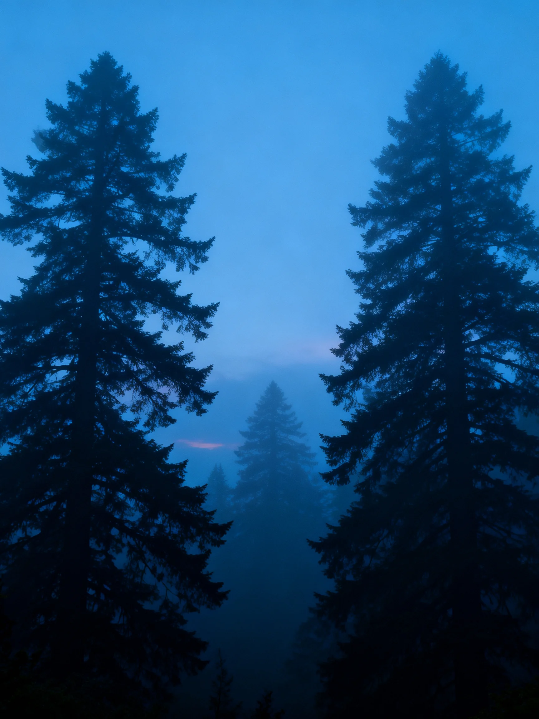 Tall evergreen trees framed by deep blue morning fog