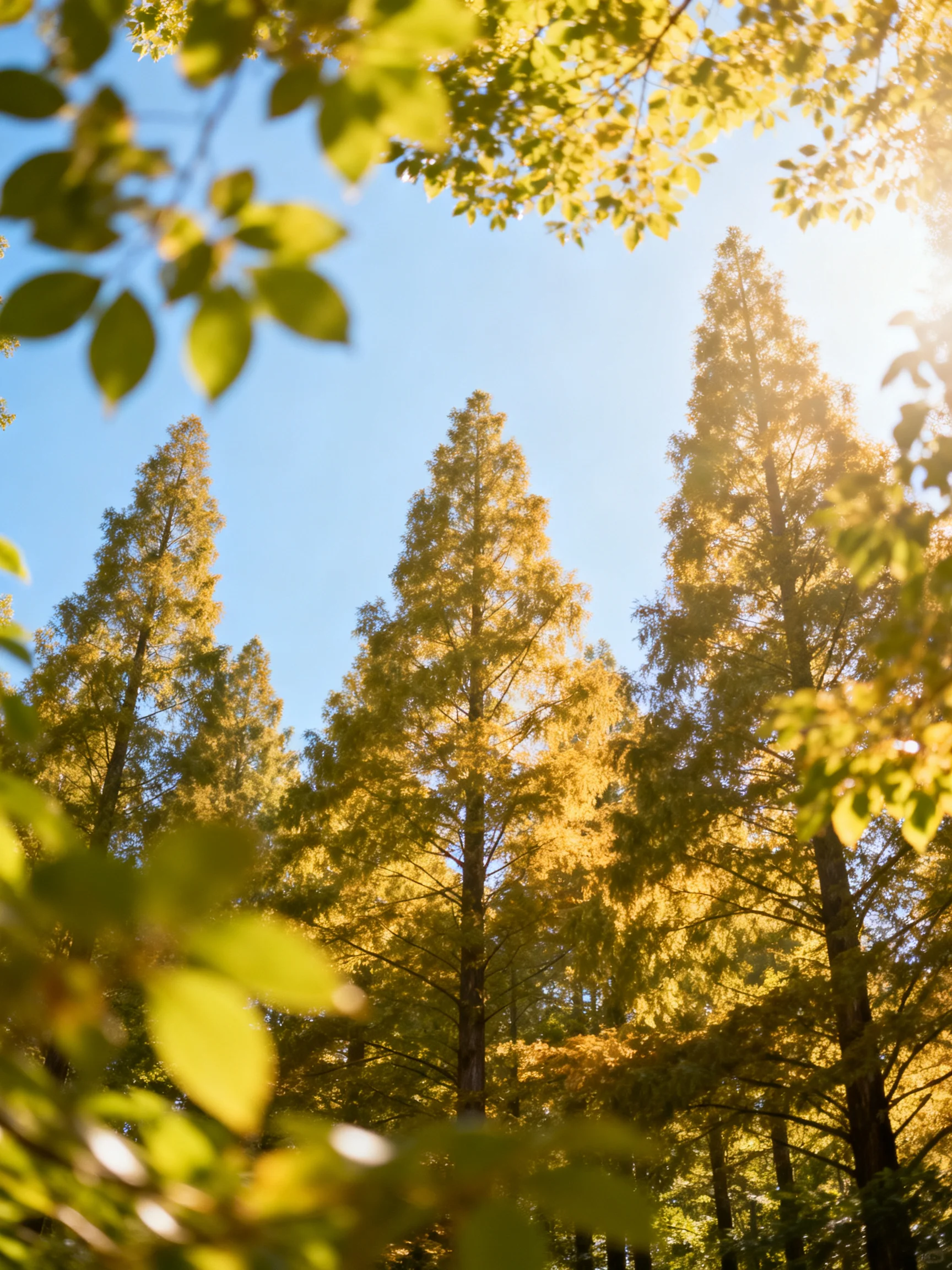 Tall evergreen trees illuminated by golden sunlight under clear blue sky