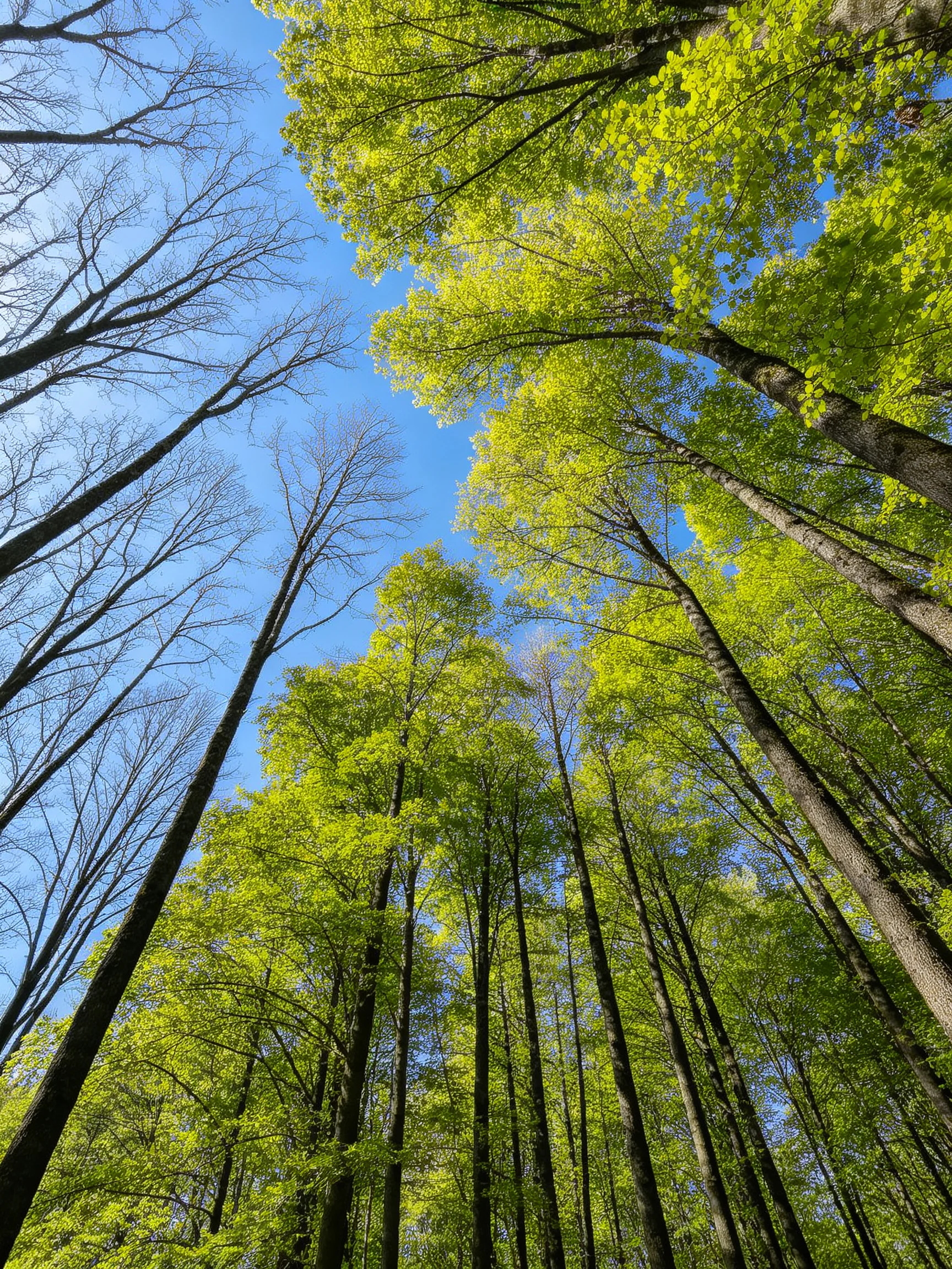 Tall forest trees with vibrant green canopies under clear blue sky