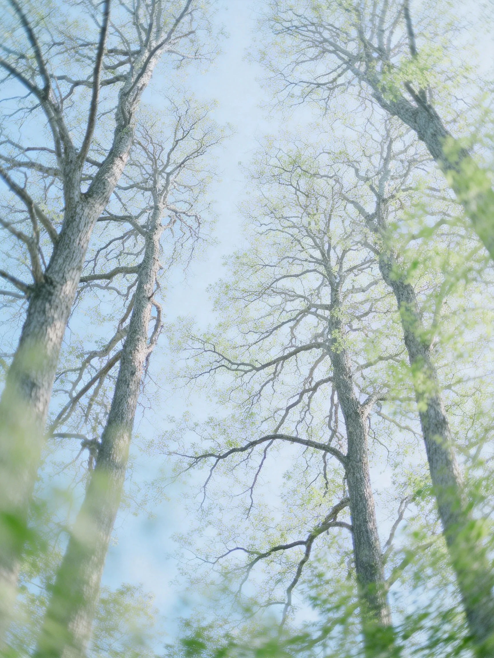 Tall mature trees rise toward a clear blue sky with fresh green foliage