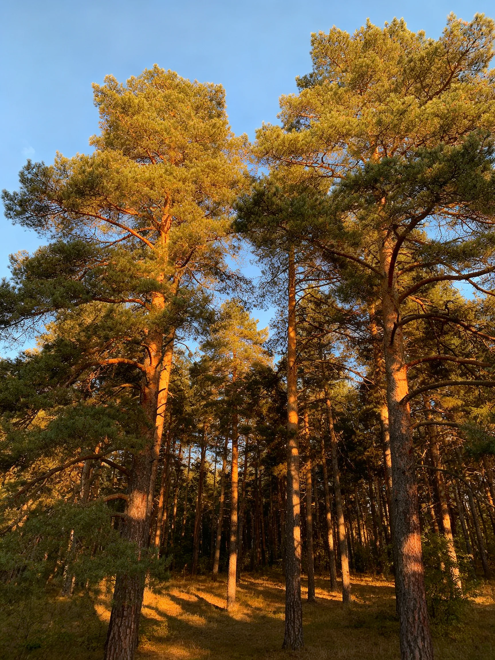 Tall pine trees illuminated by golden sunlight in a dense forest
