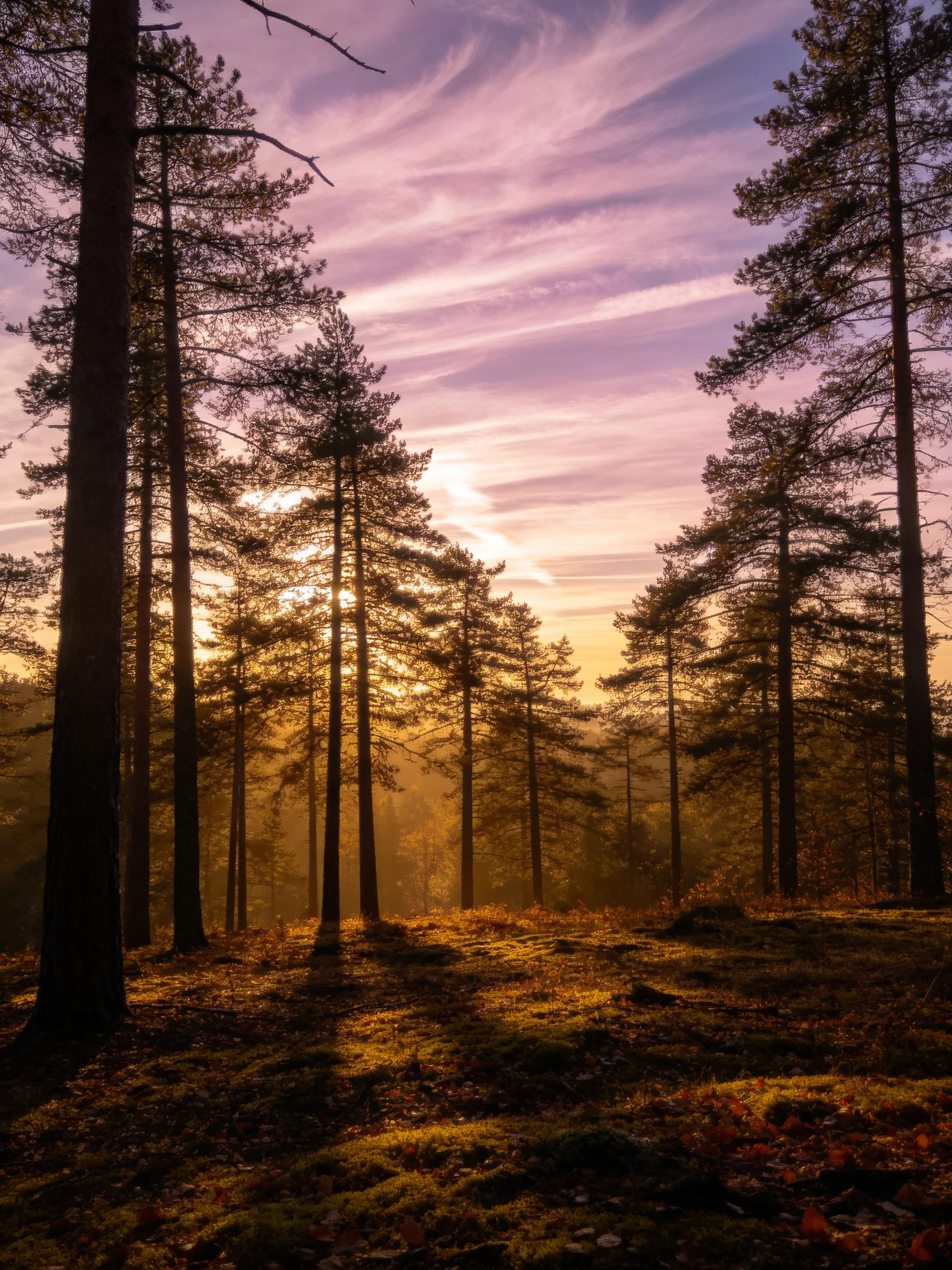 Tall pine trees in a misty forest under purple-hued sunset