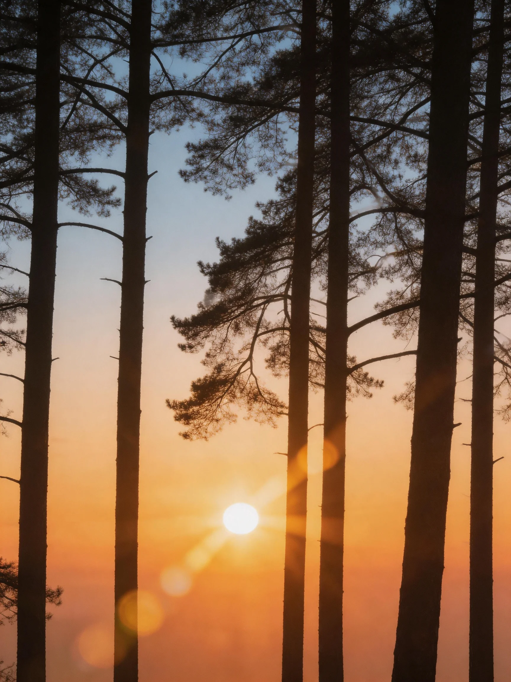 Tall pine trees silhouetted against a vibrant sunset sky