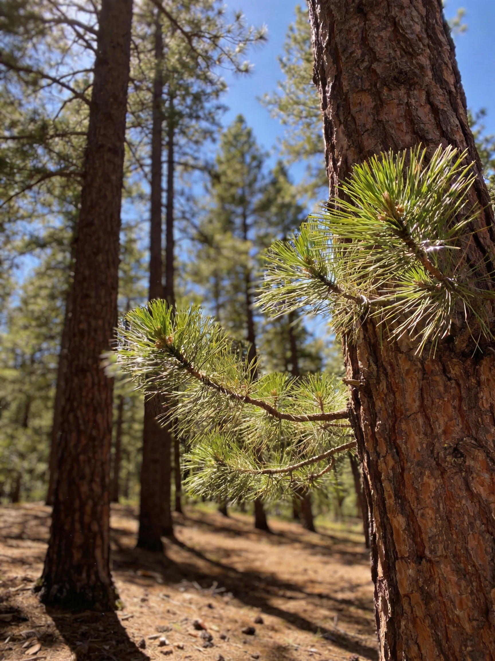 Tall pine trees with vibrant green needles and brown bark in sunlit forest