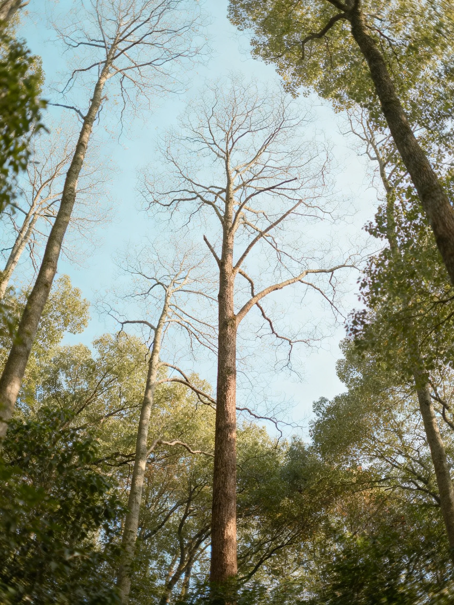 Tall trees, both bare and leafy, fill a sunlit forest canopy.