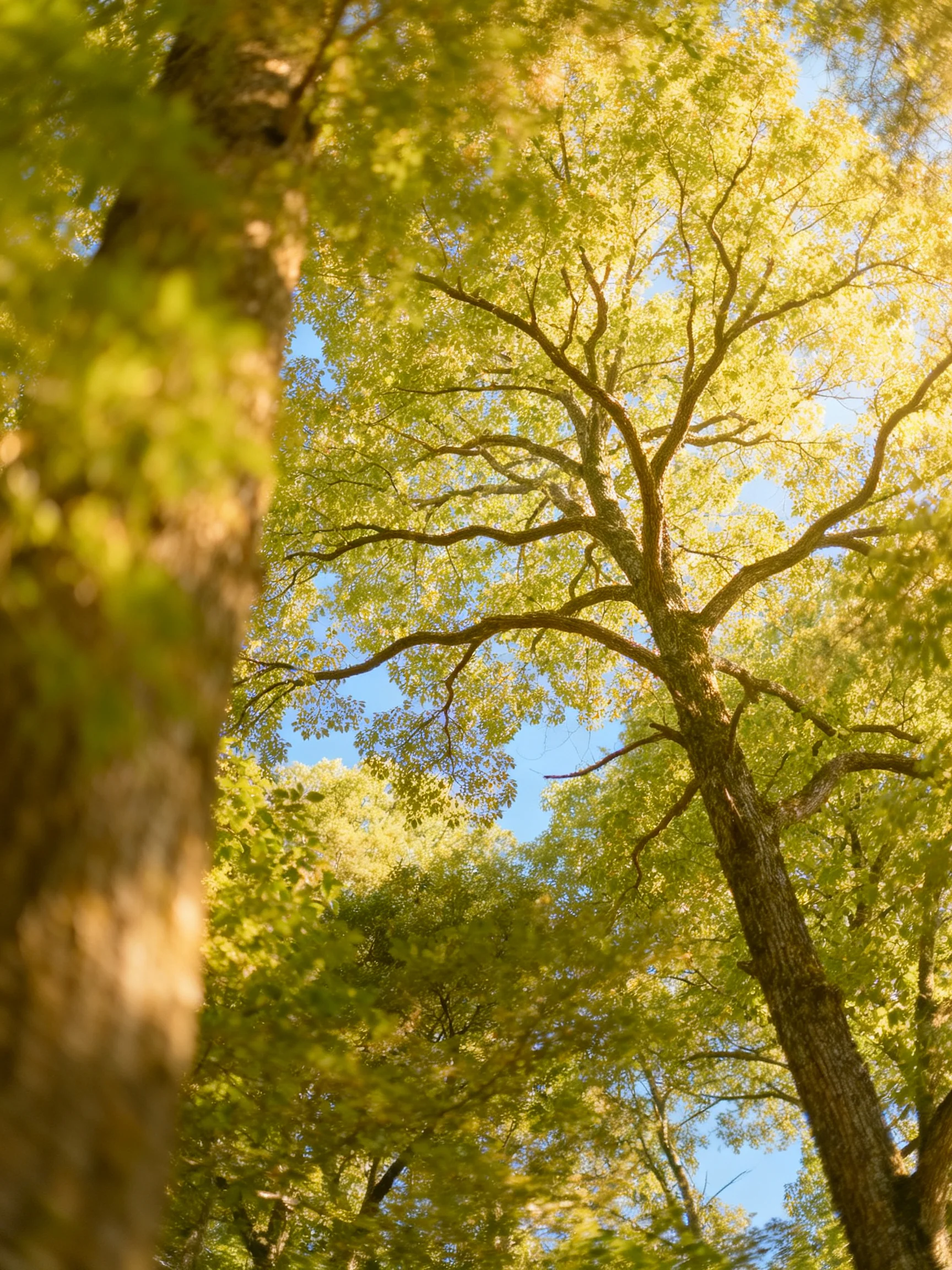 Tall trees with golden-green foliage and clear blue sky