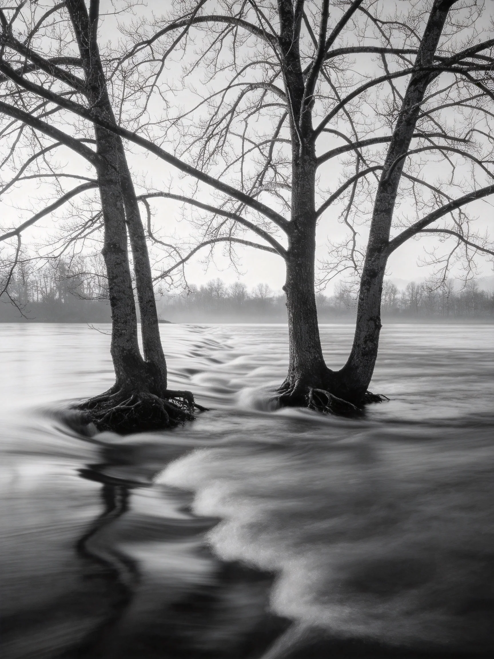 Three bare trees partially submerged in rushing river waters