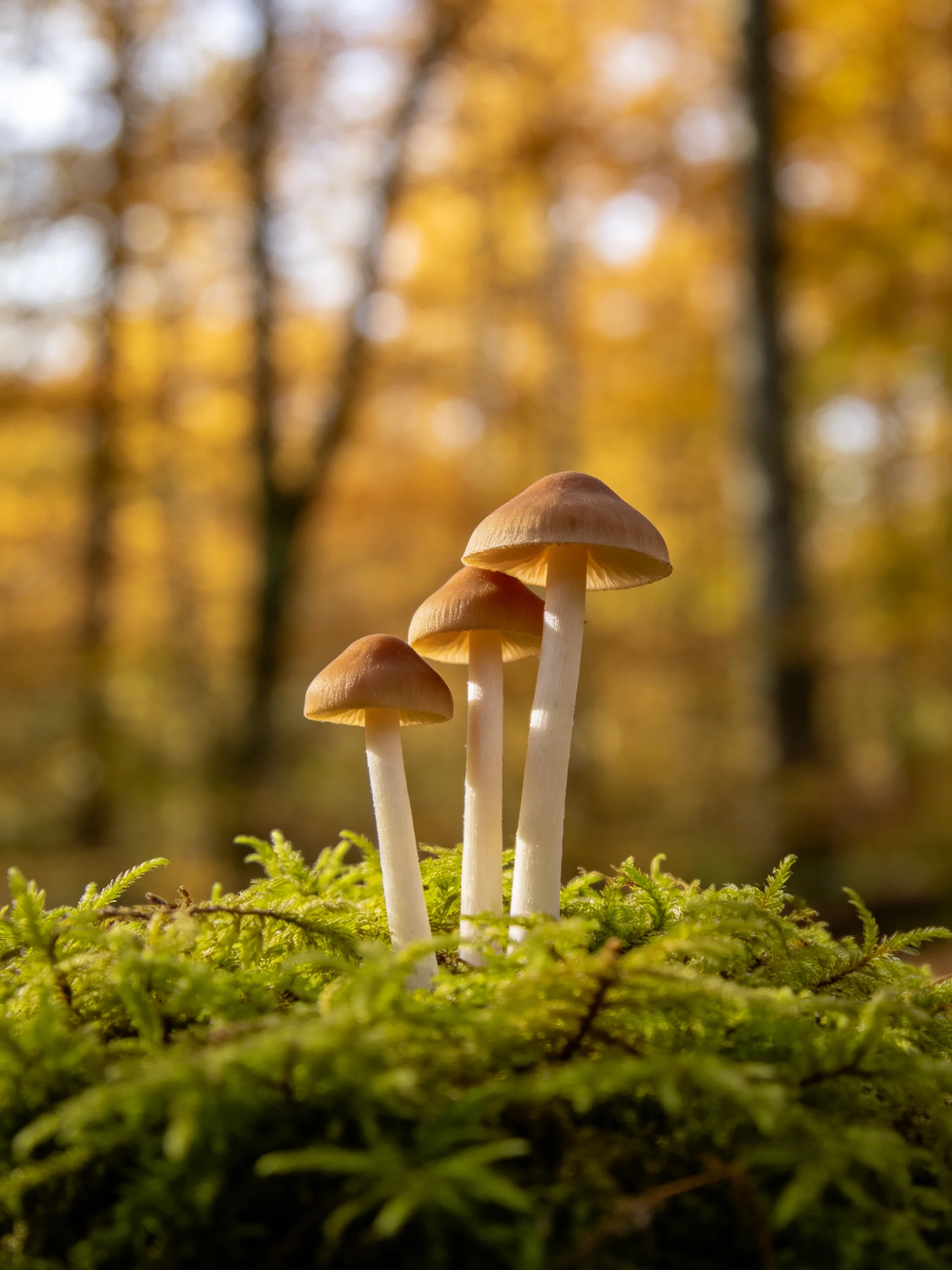 Three mushrooms stand on moss amid golden autumn trees