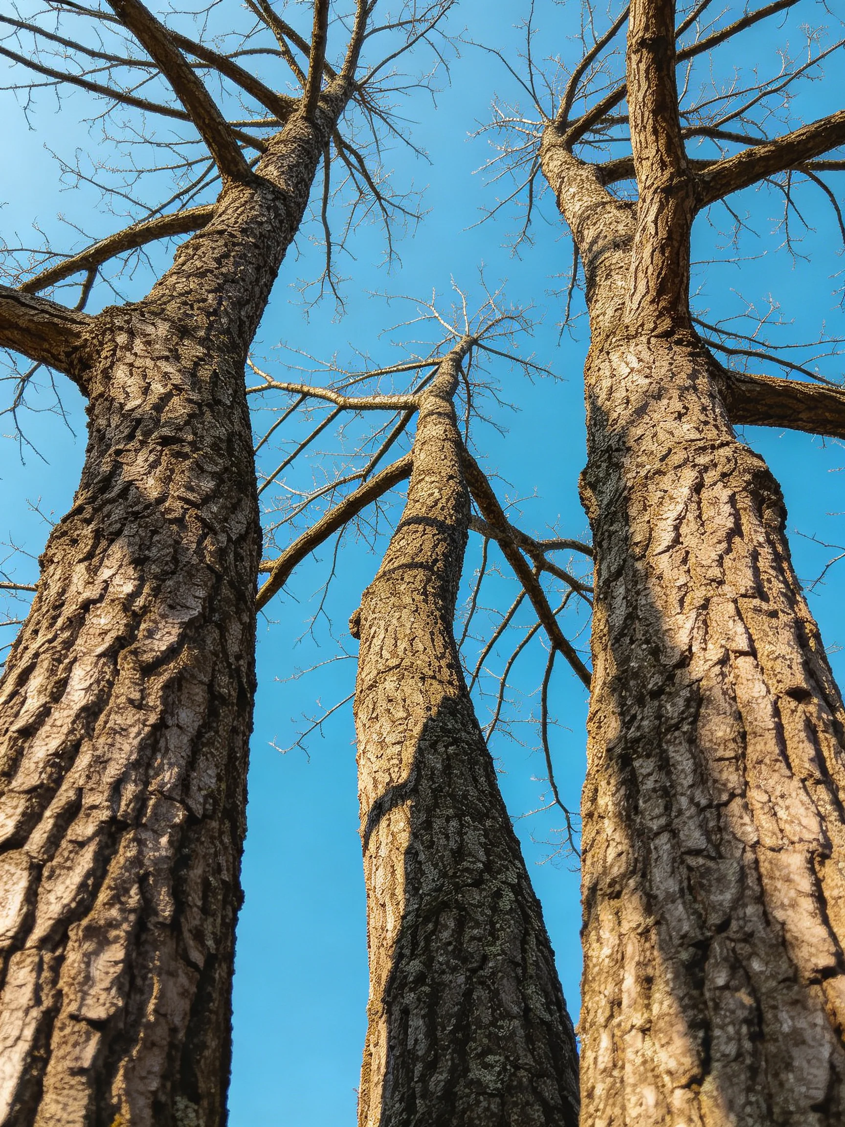 Three tall trees with rough bark against clear blue sky
