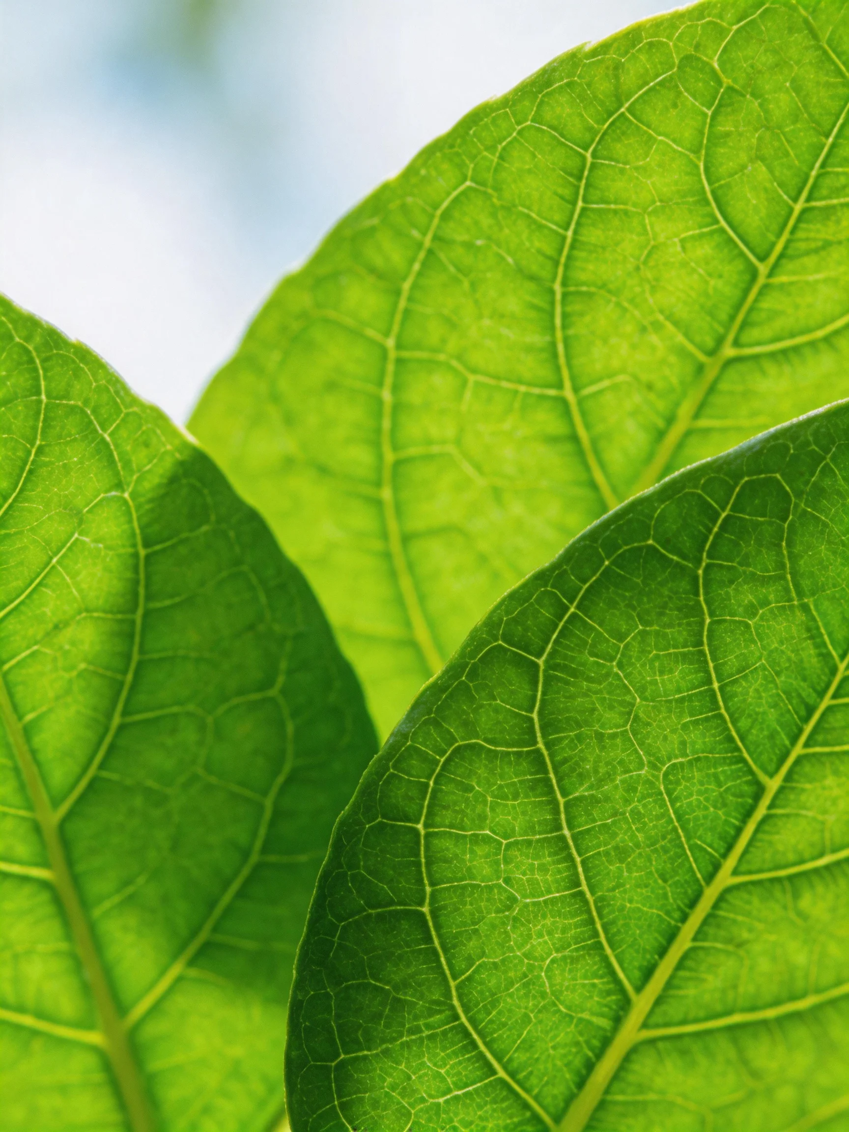 Three vibrant green leaves with intricate vein details