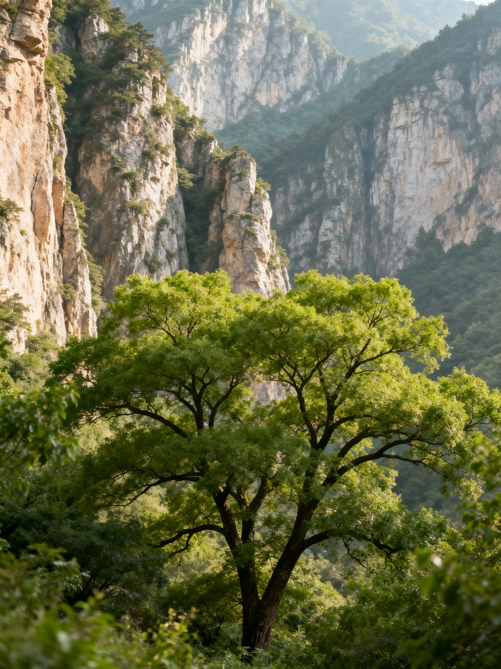 Towering rocky cliffs frame a lush green tree in mountainous terrain