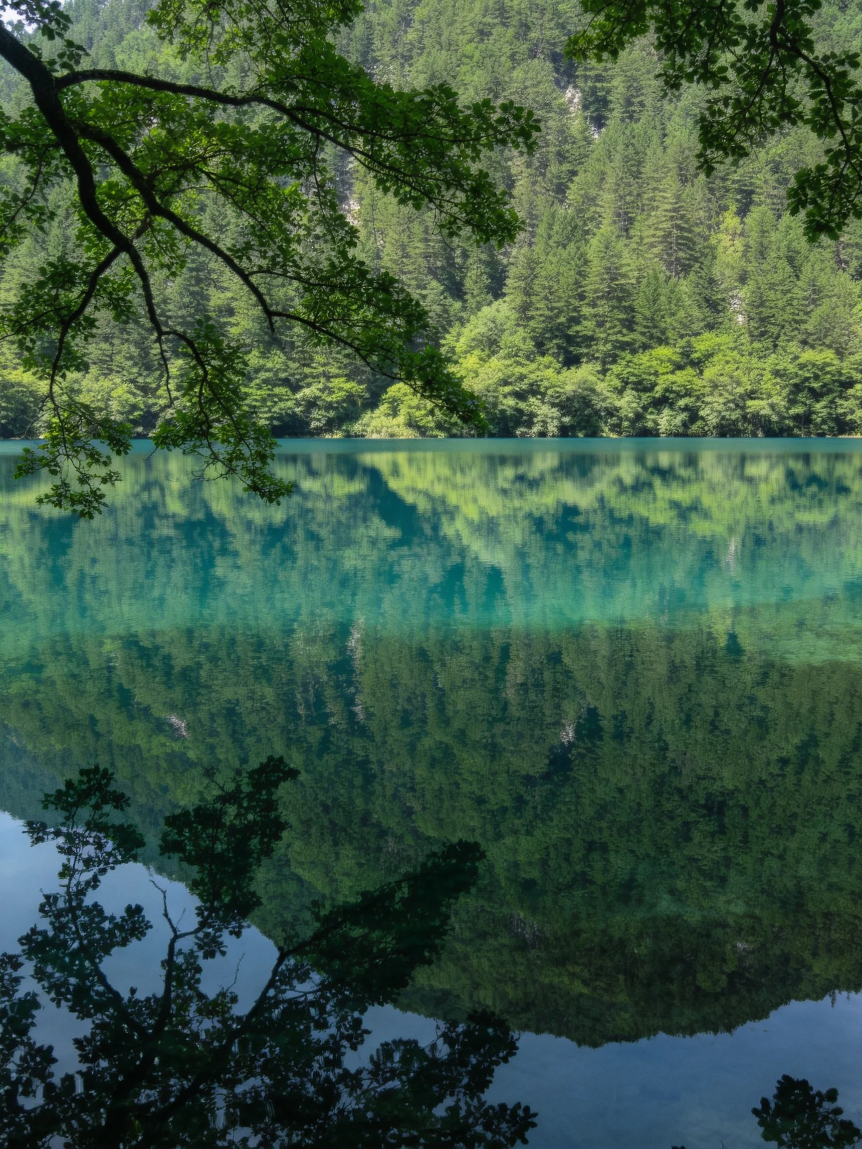 Turquoise lake reflects dense green forests and overhanging branches