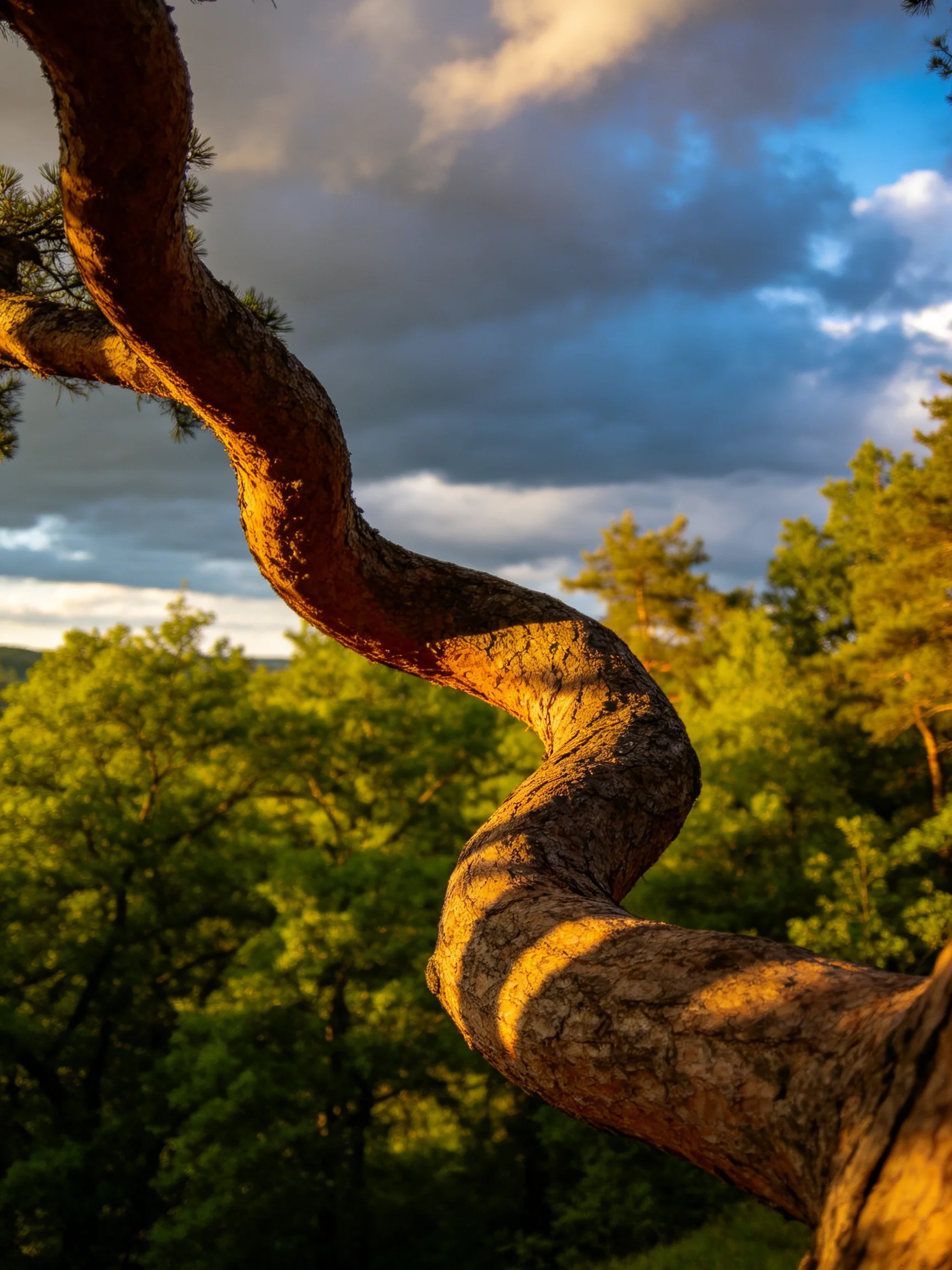 Twisted Tree Branch Illuminated by Golden Light Amid Lush Forest