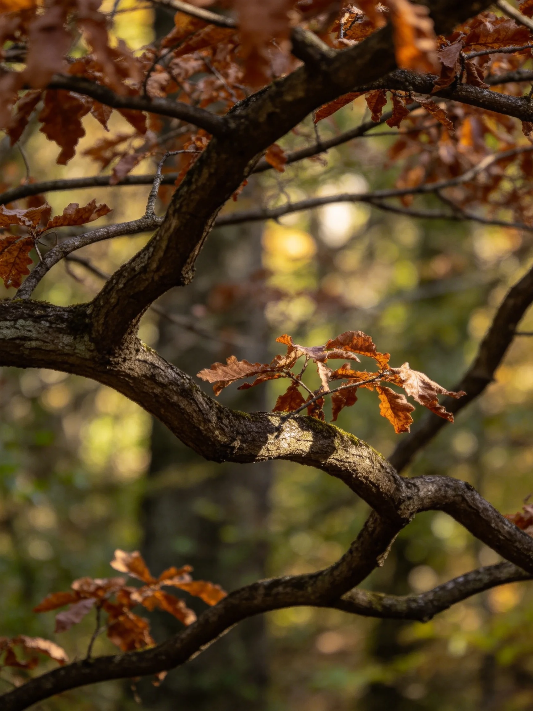 Twisted dark branches hold rust-hued autumn leaves