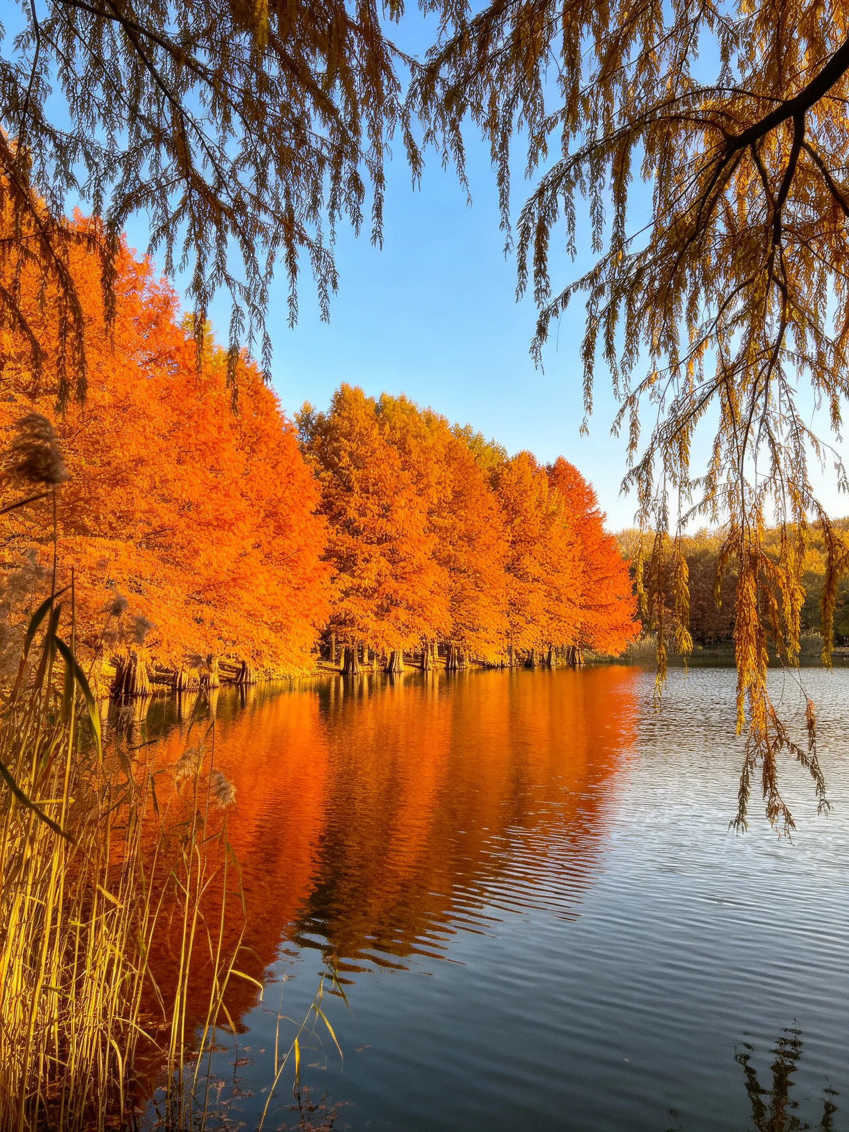Vibrant autumn trees reflect in calm lake waters