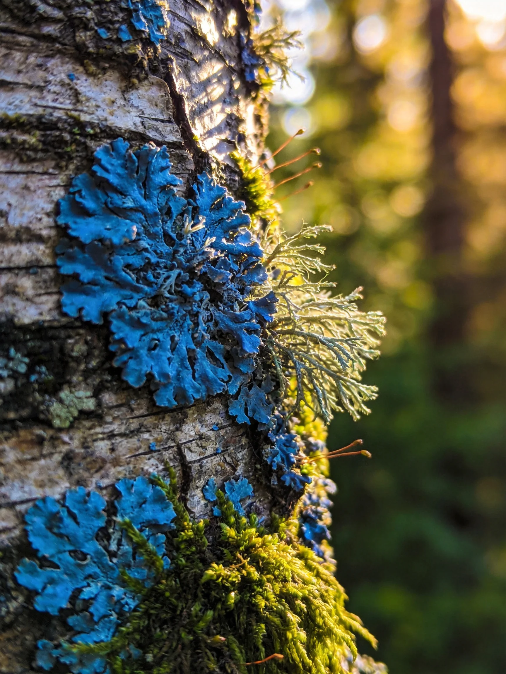 Vibrant blue lichen adorns a textured tree trunk in a sunlit forest