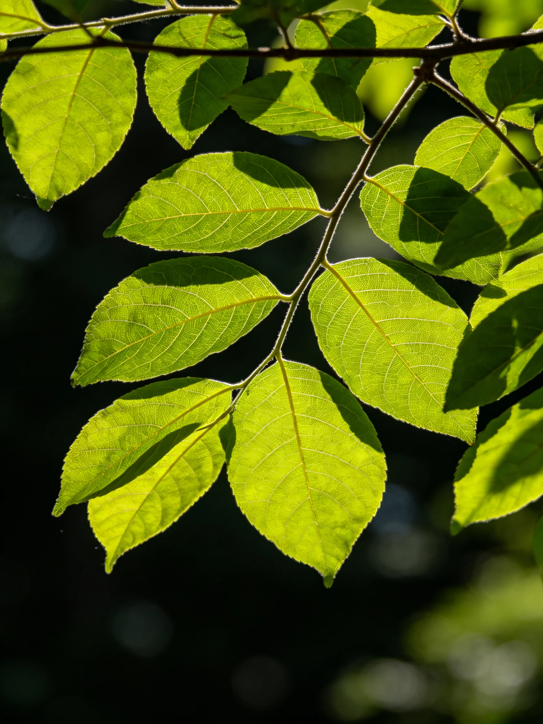Vibrant green leaves illuminated by sunlight on dark branches
