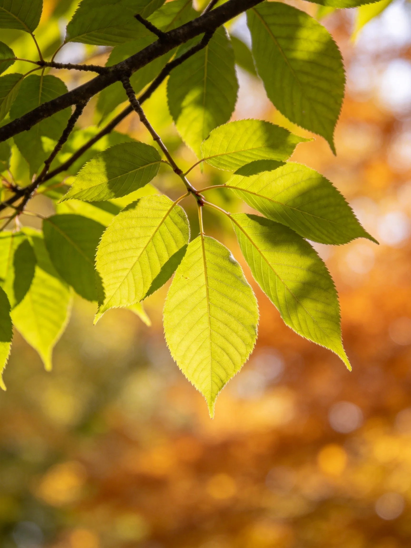 Vibrant green leaves on a dark branch with golden bokeh background