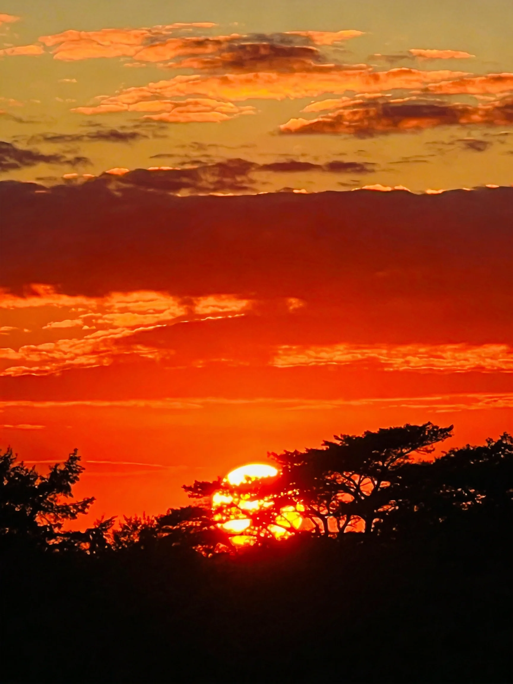 Vibrant sunset with layered clouds and silhouetted trees