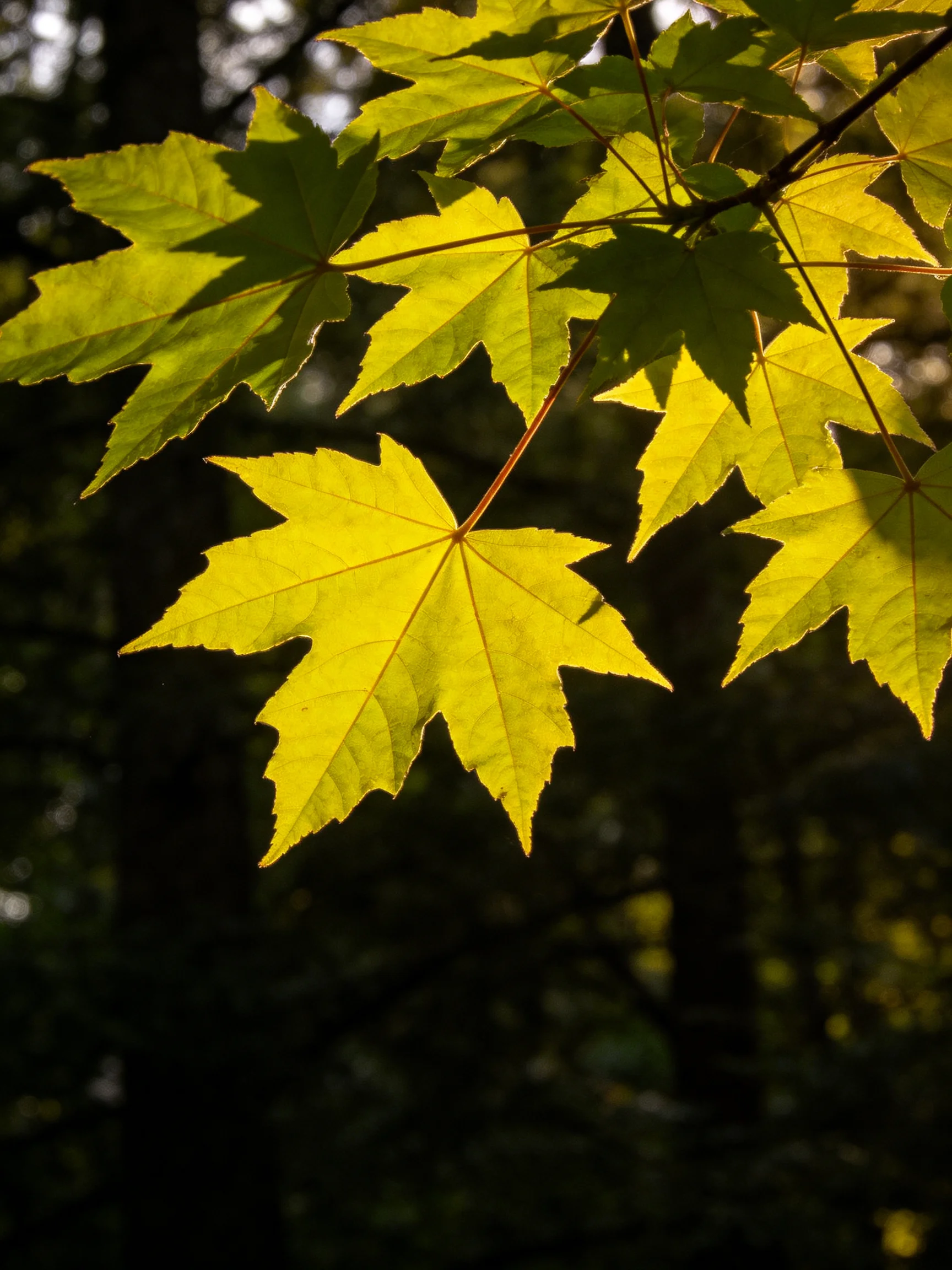 Vibrant yellow maple leaves illuminated by sunlight against dark forest backdrop