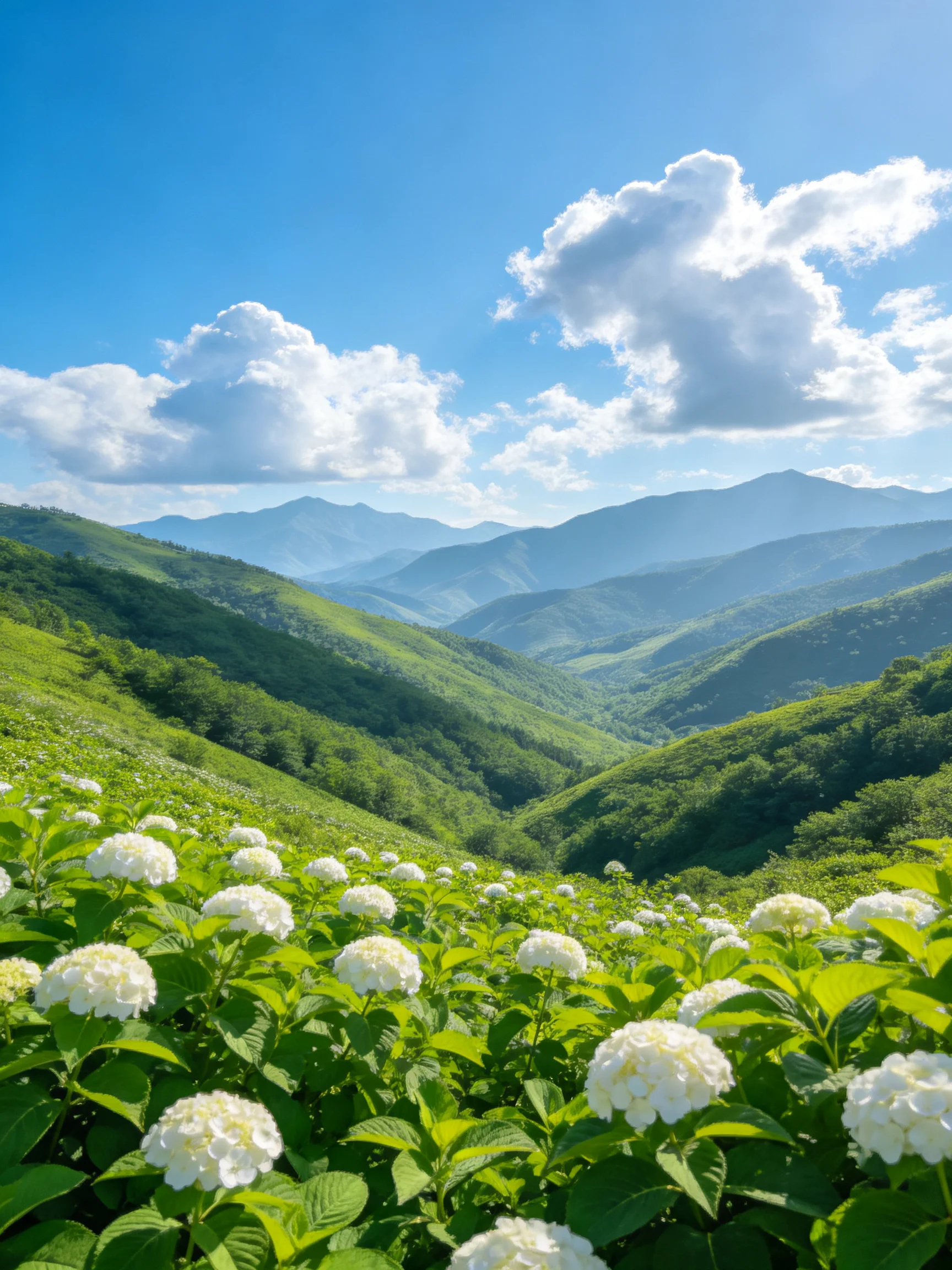 White hydrangeas bloom among lush green hills under bright blue skies