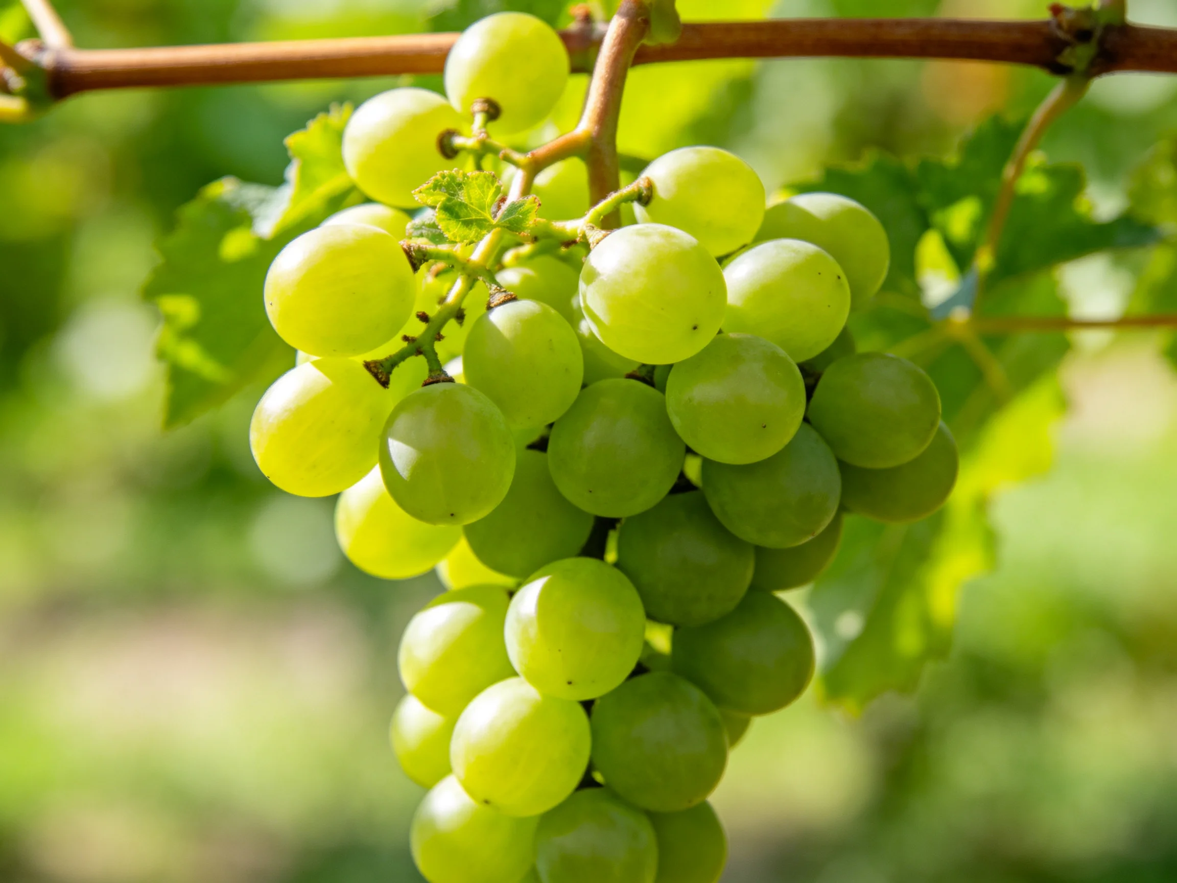 A abundant cluster of vibrant green grapes hanging from a vine