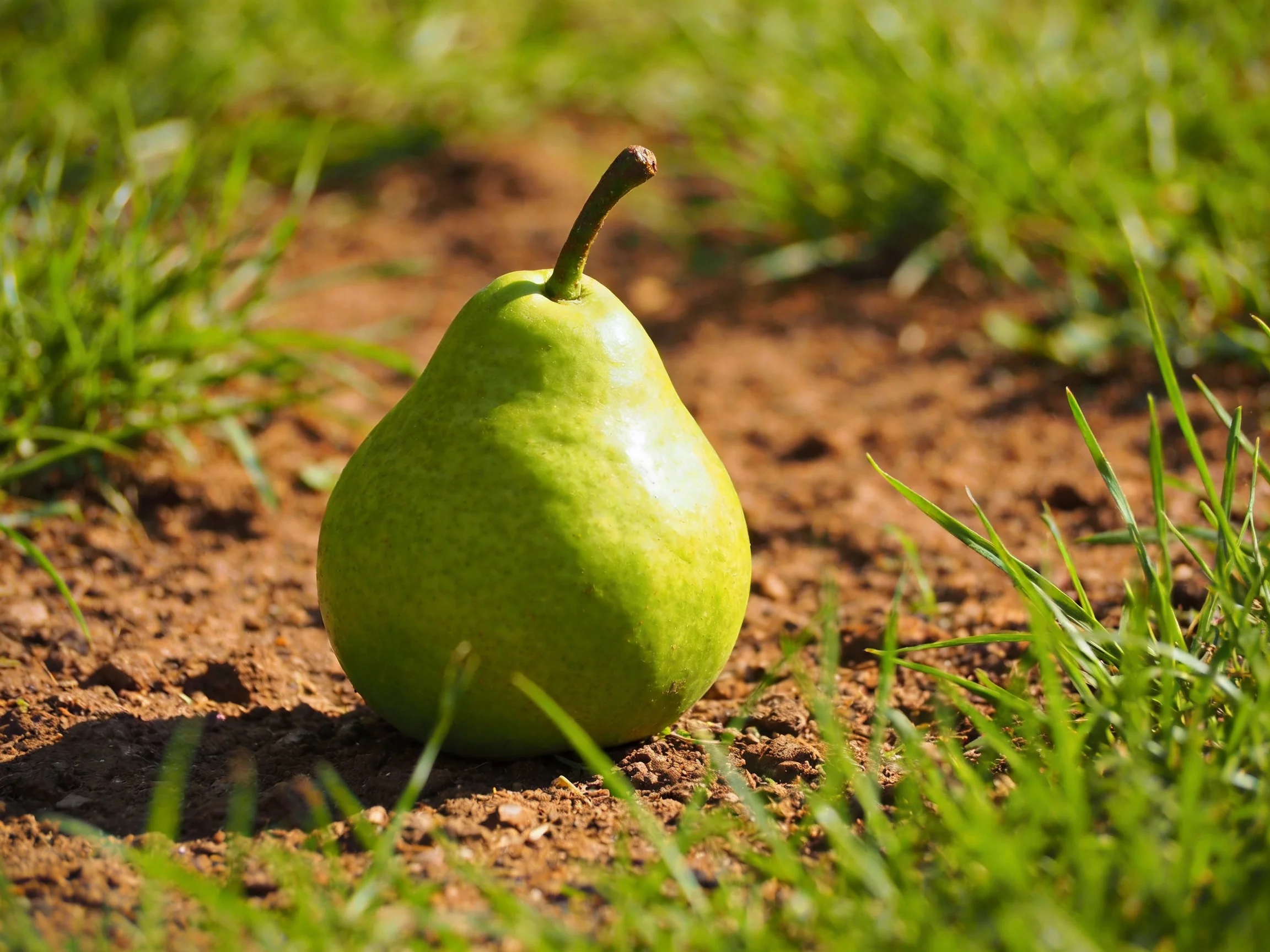 A bright green pear rests on brown soil among lush grass