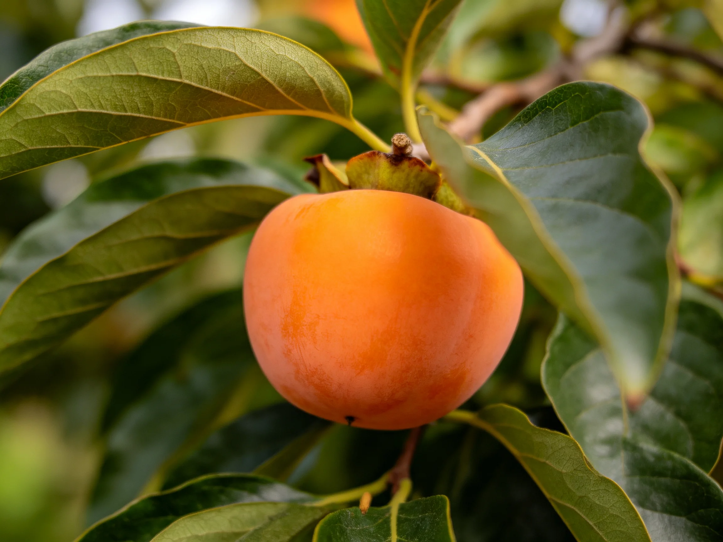 A bright orange persimmon hangs among lush green leaves on a tree